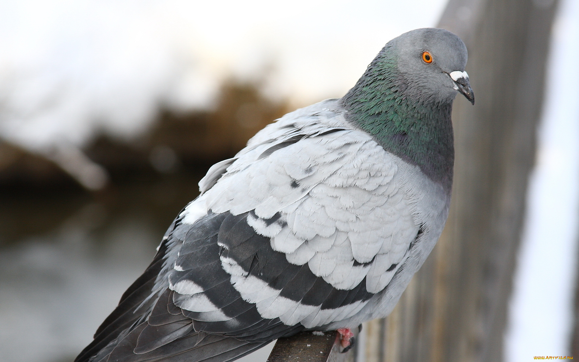 животные, голуби, голубь