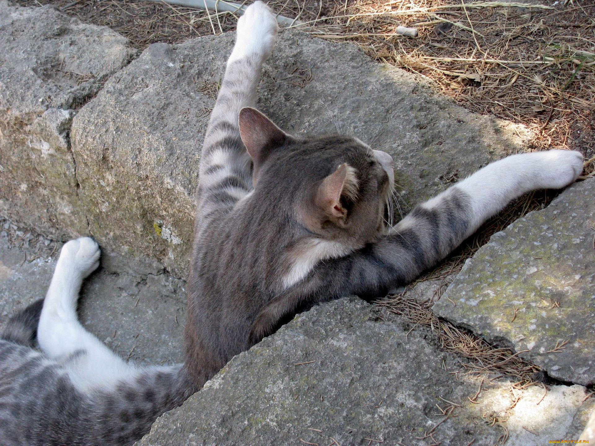 животные, коты, котэ, отдых