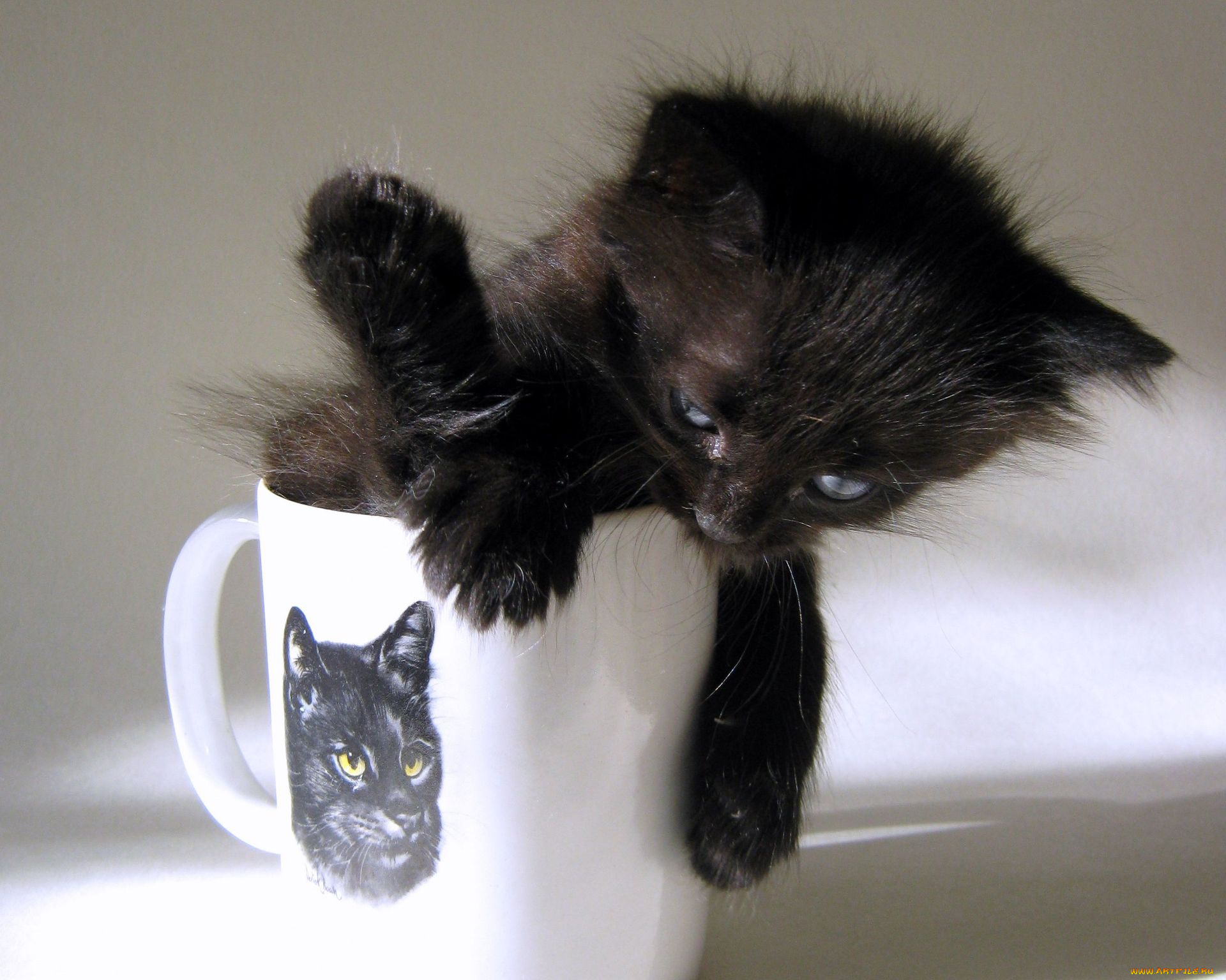 животные, коты, котёнок, кружка