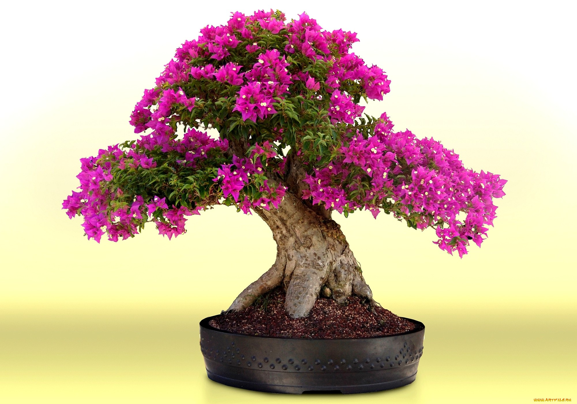 цветы, бугенвиллея, дерево, бонсай, малиновый, цветение