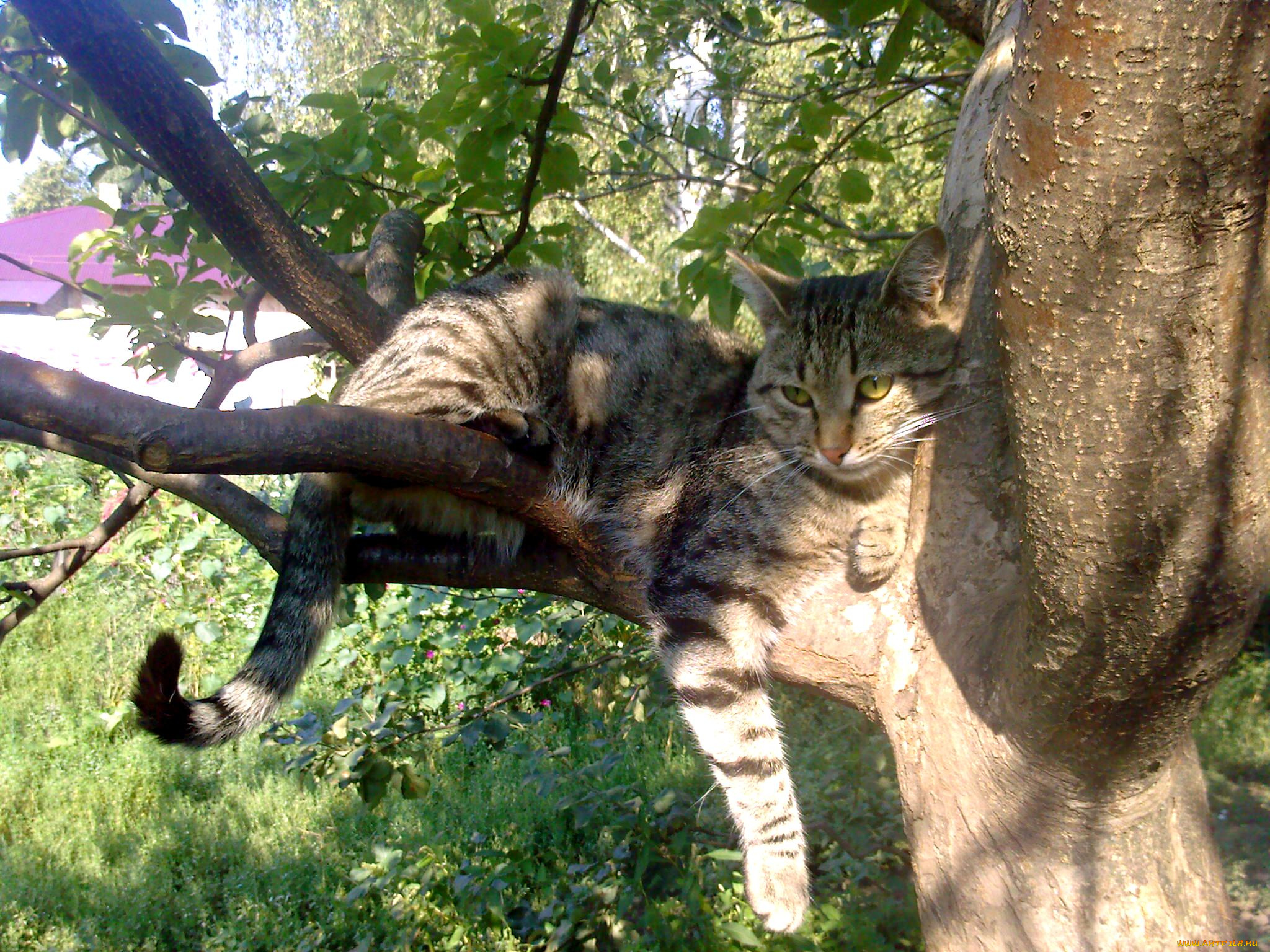 животные, коты, кот, кошка, дерево