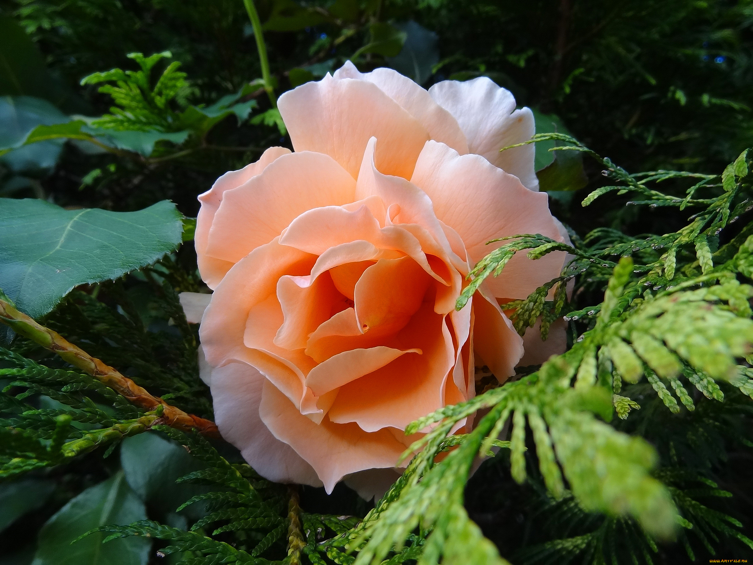 цветы, розы, листья