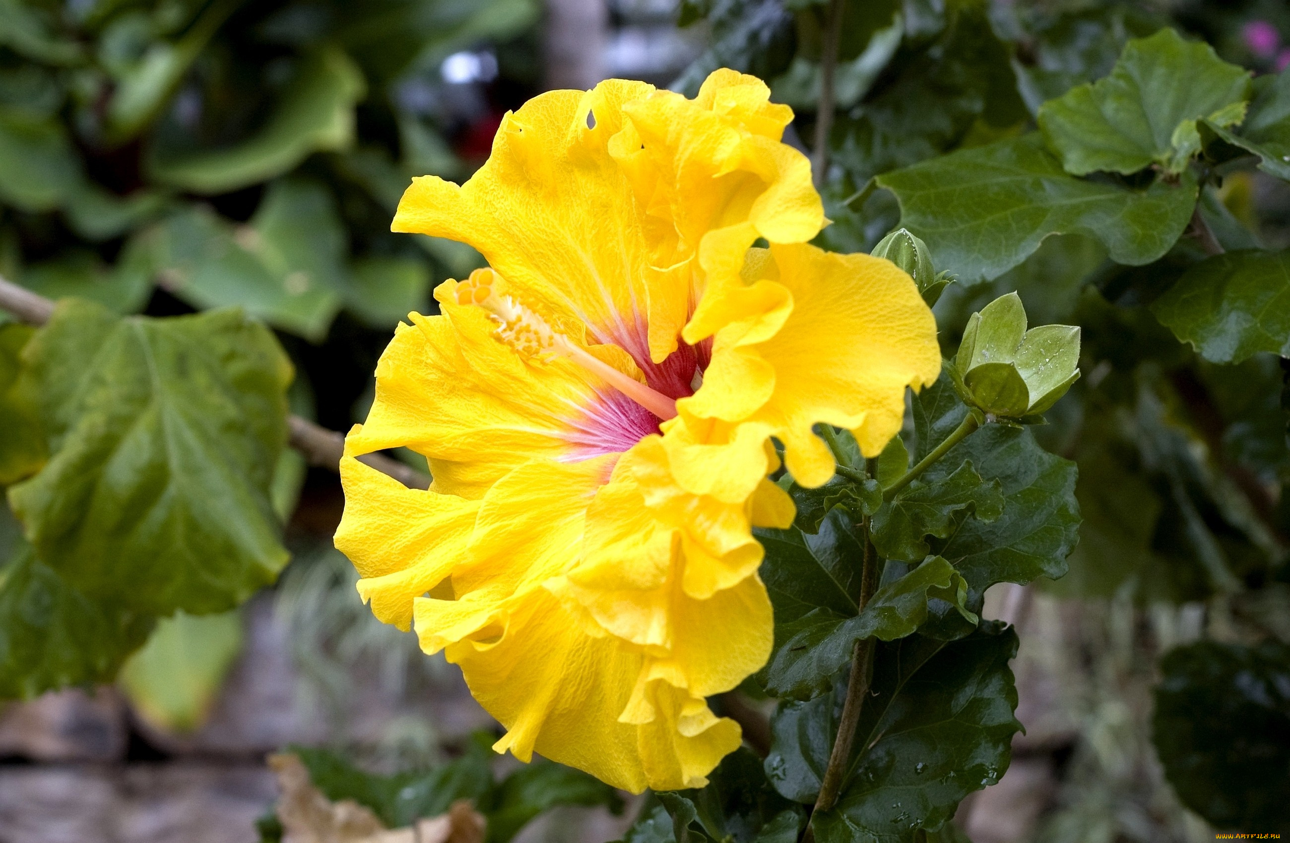 цветы, гибискусы, желтый, большой