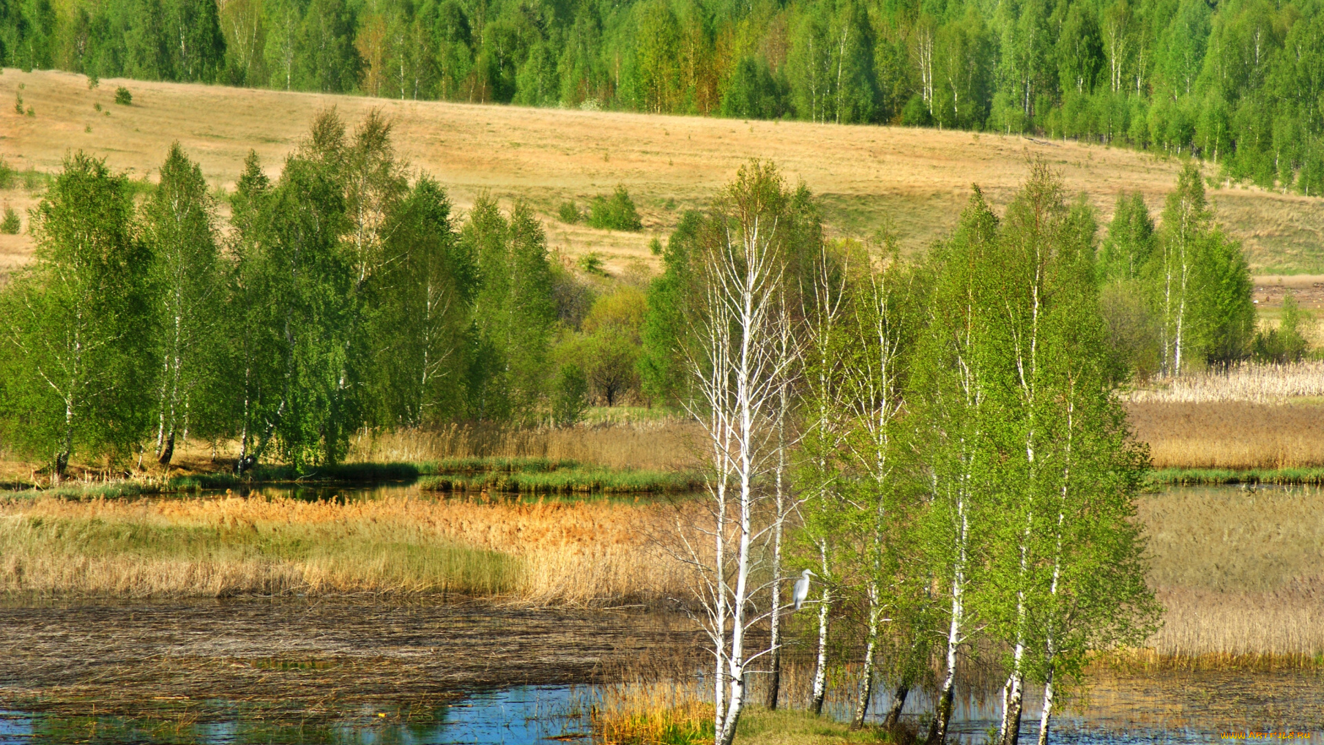 природа, деревья, берёзы