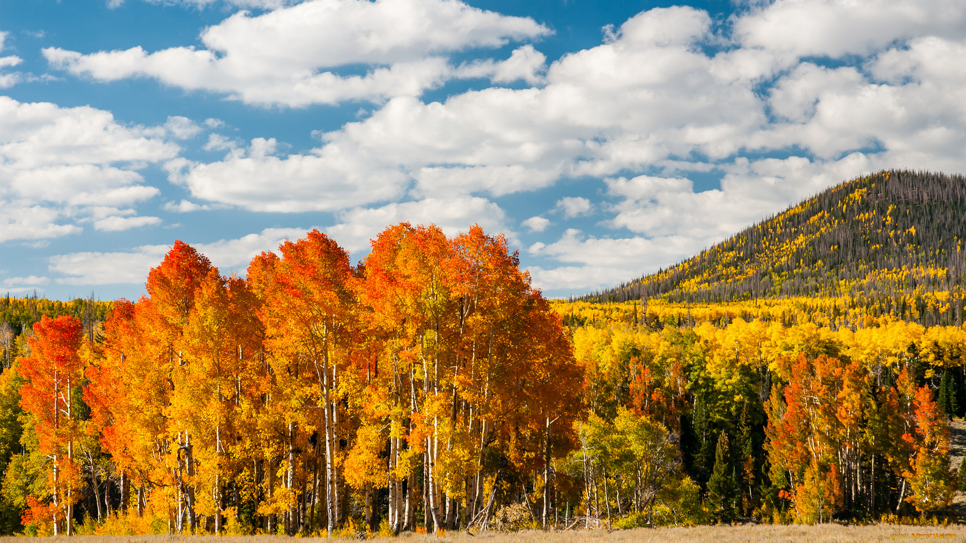 природа, деревья, осень, лес, листья, желтые, холм