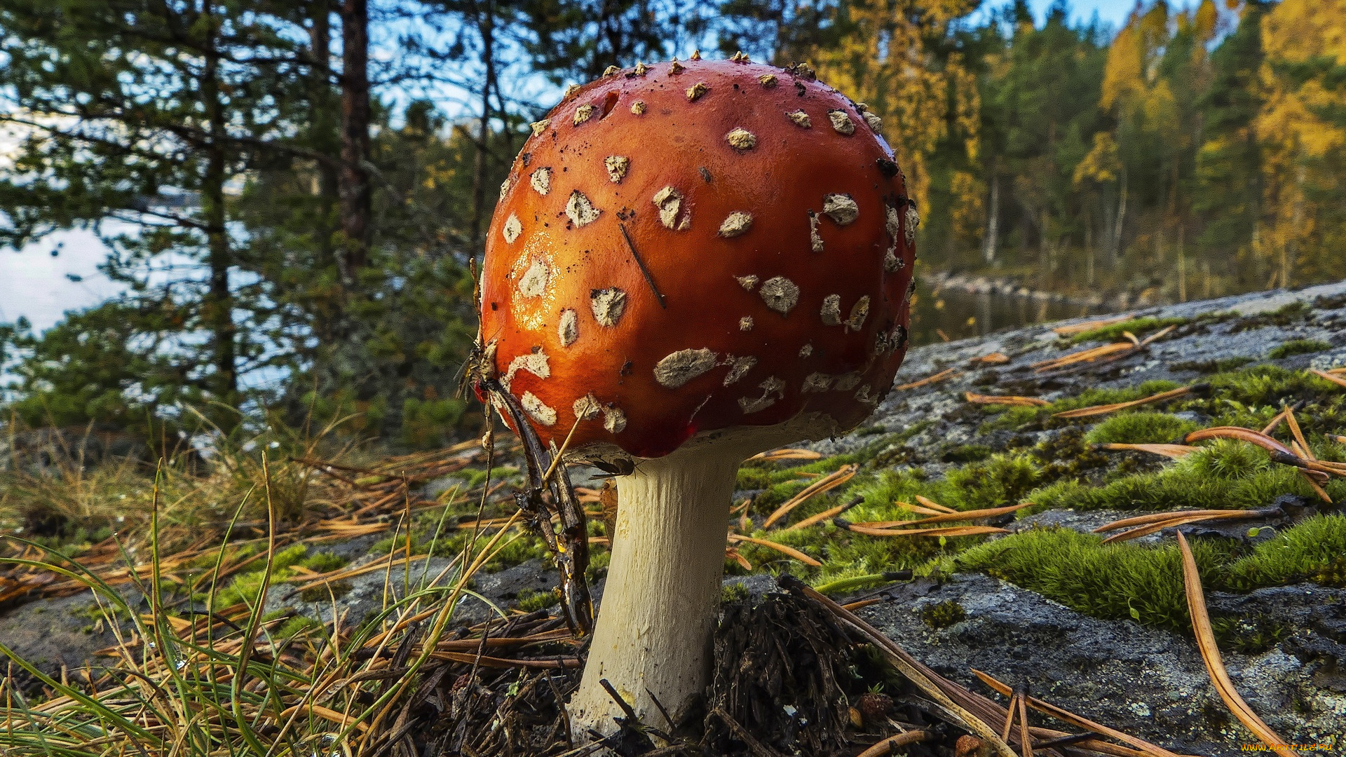 природа, грибы, мухомор, флора