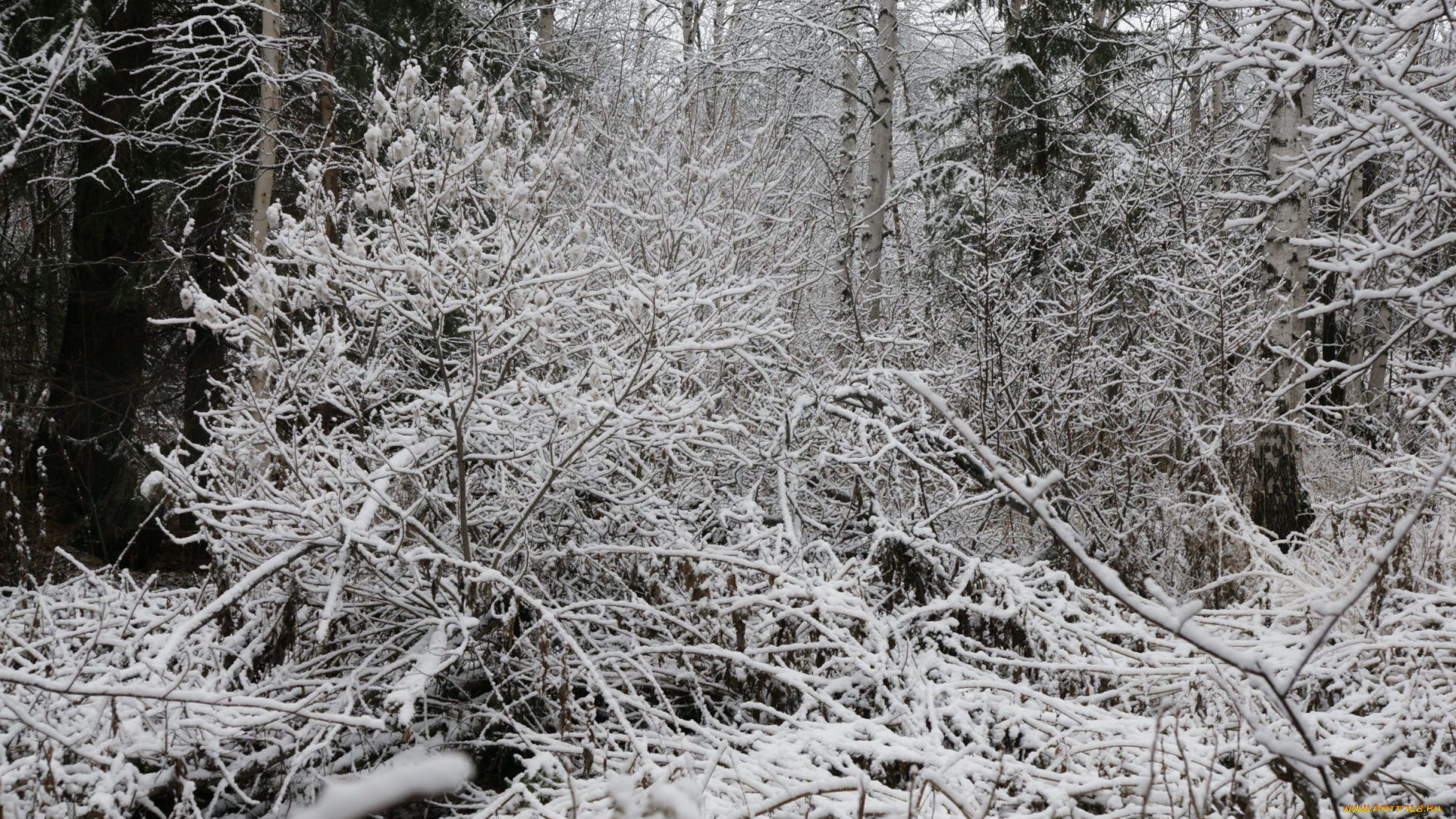 природа, нижневартовска, зима, нижневартовск, снег, бурелом, лес