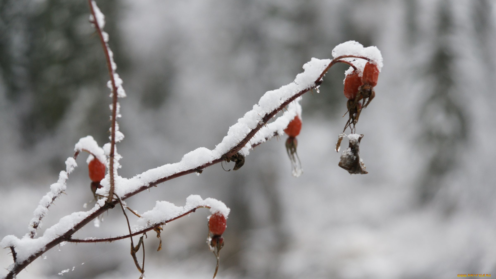 природа, нижневартовска, зима, снег, лес, ягоды, нижневартовск