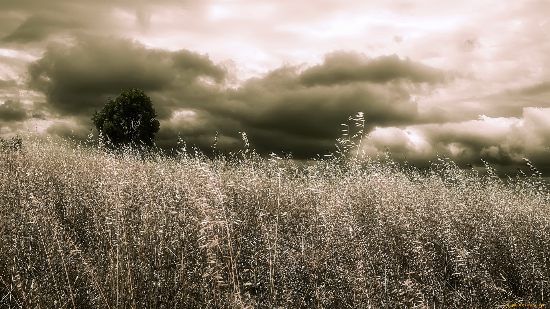 природа, поля, дерево, облака, поле, колос