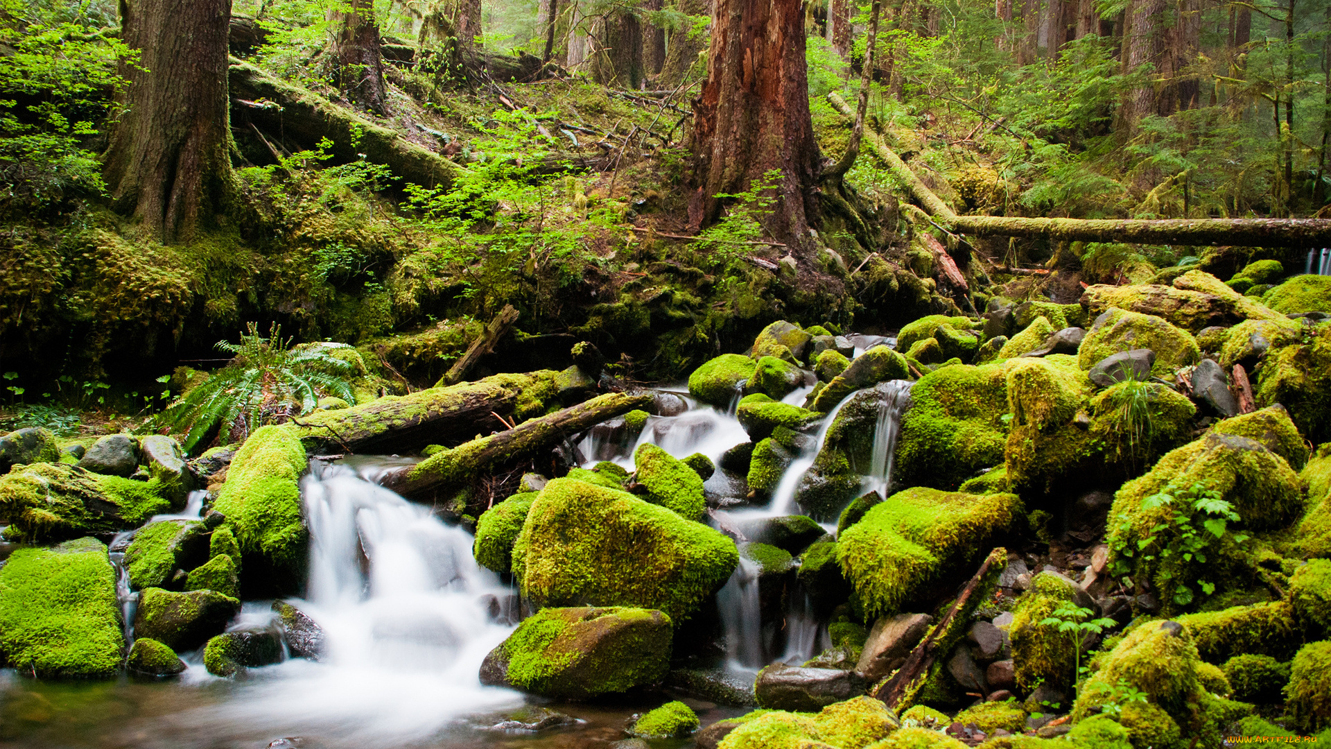 природа, реки, озера, чаща, деревья, мох, камни, ручей, река, лес