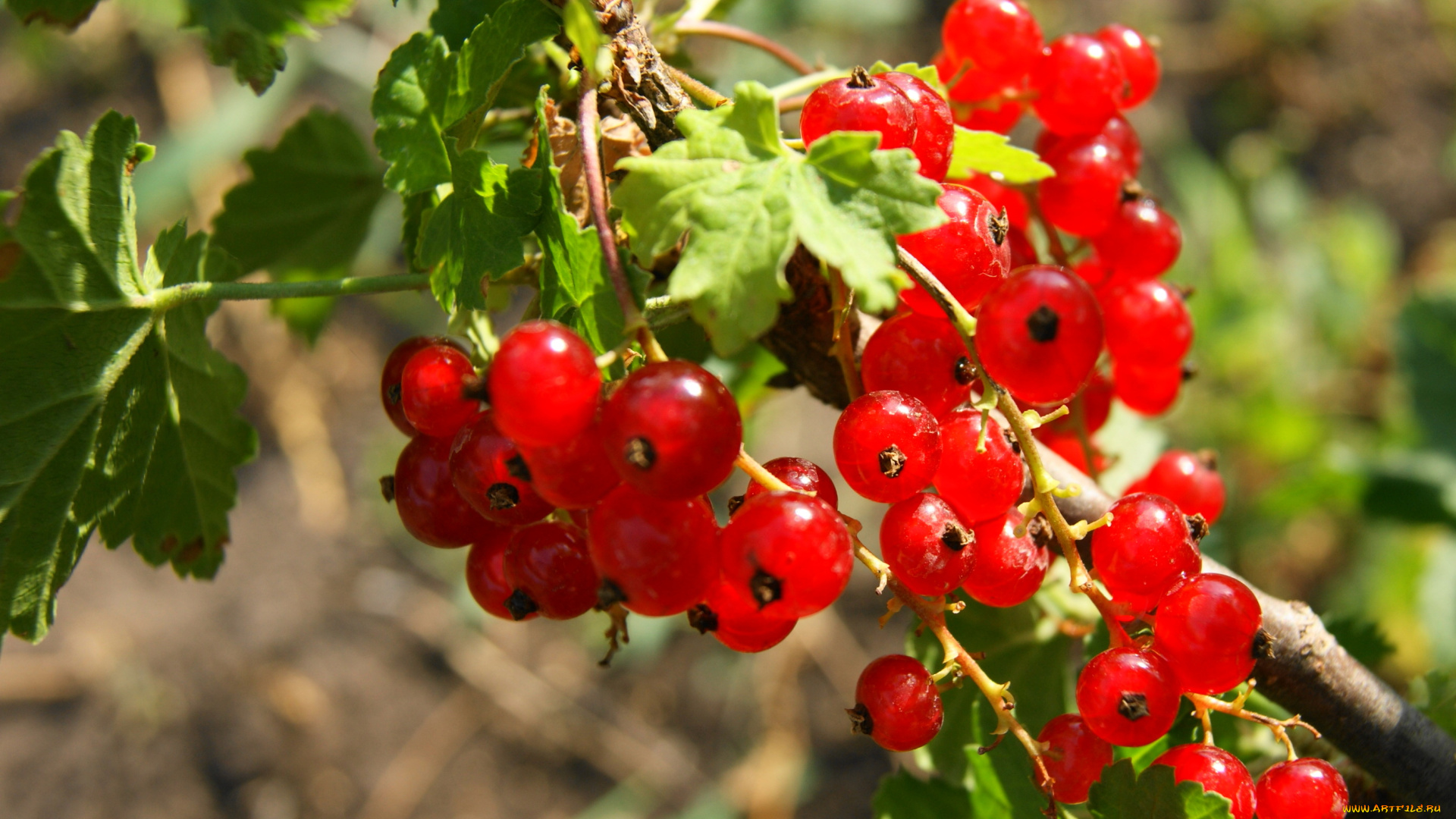 природа, Ягоды, смородина