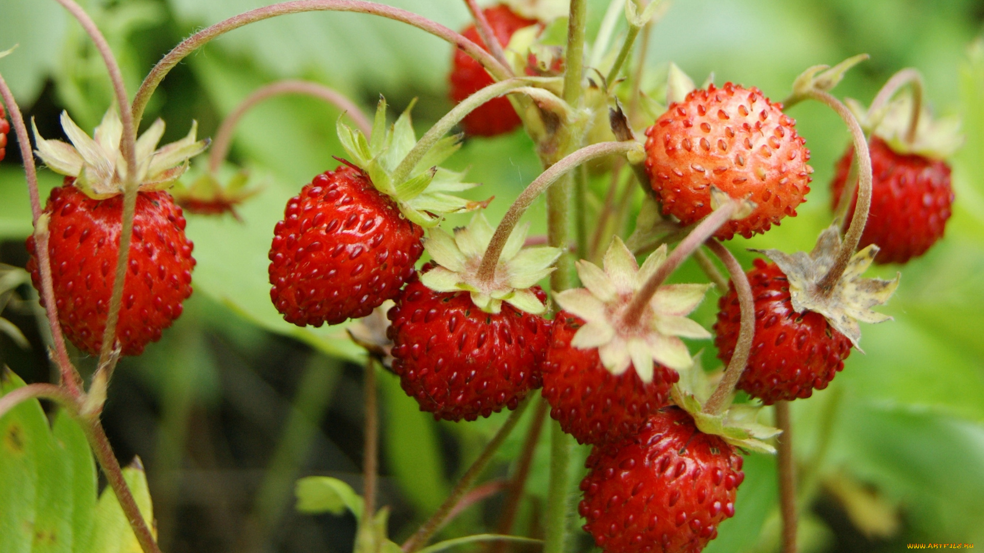 природа, Ягоды, земляника