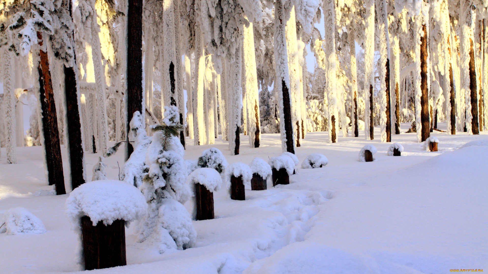 природа, зима, деревья, снег