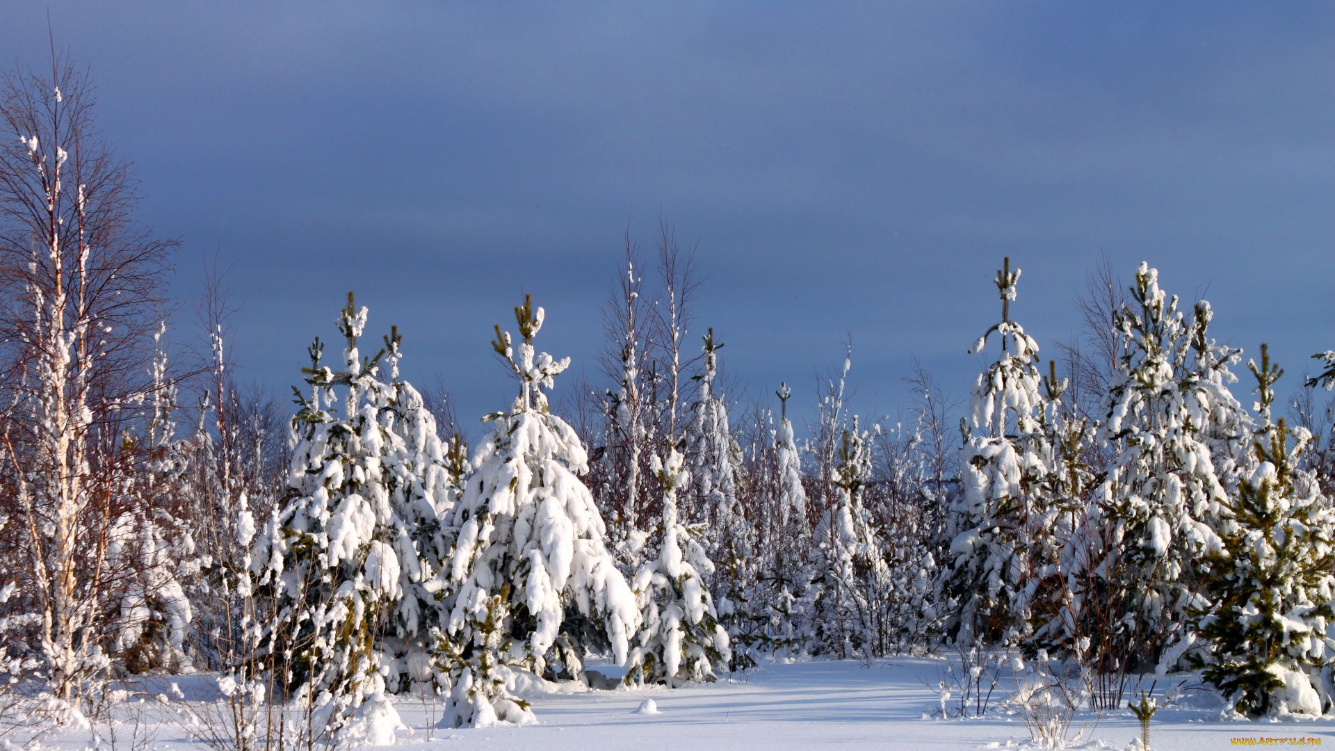 природа, зима, снег, лес