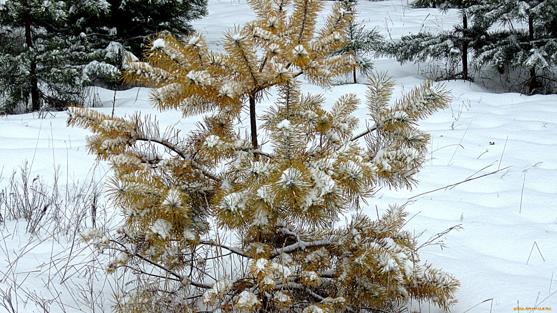 природа, зима, сосна, поле, лес, снег