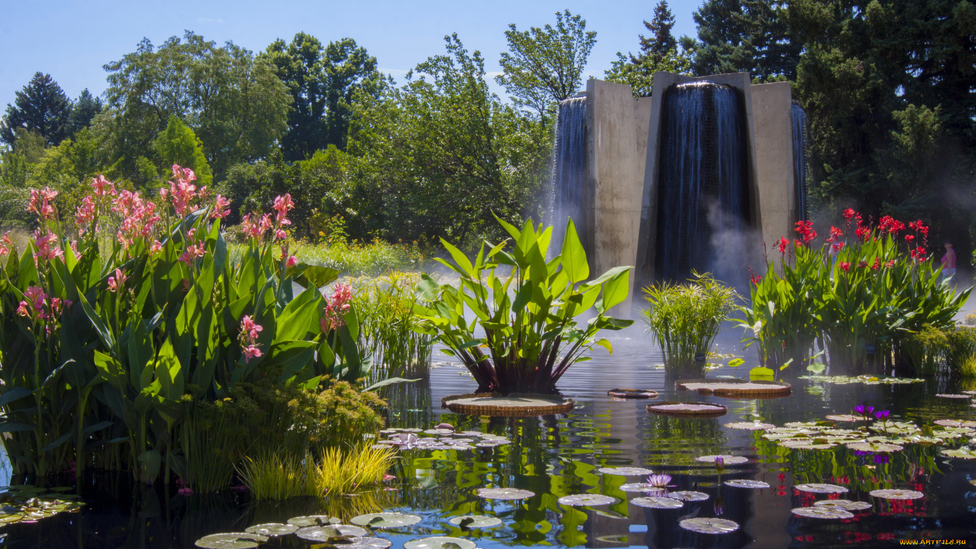 сша, колорадо, денвер, природа, парк, фонтан, кувшинки