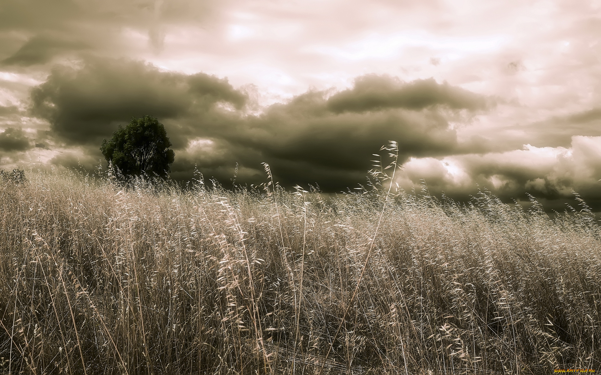 природа, поля, дерево, облака, поле, колос