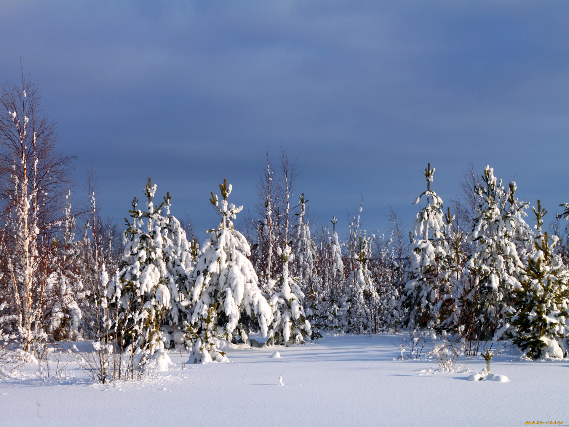 природа, зима, снег, лес