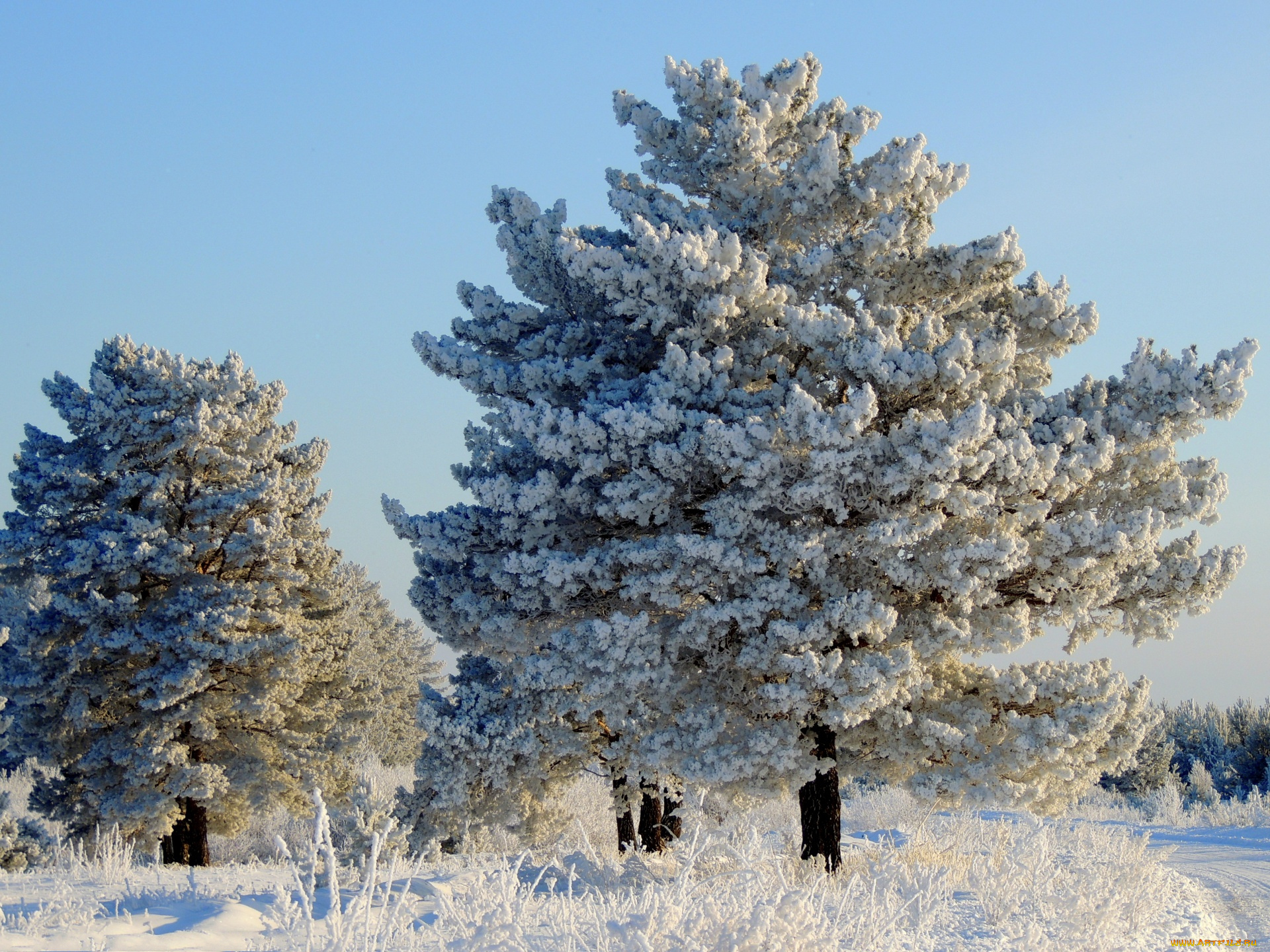 природа, зима, снег, лес, поле, сосны