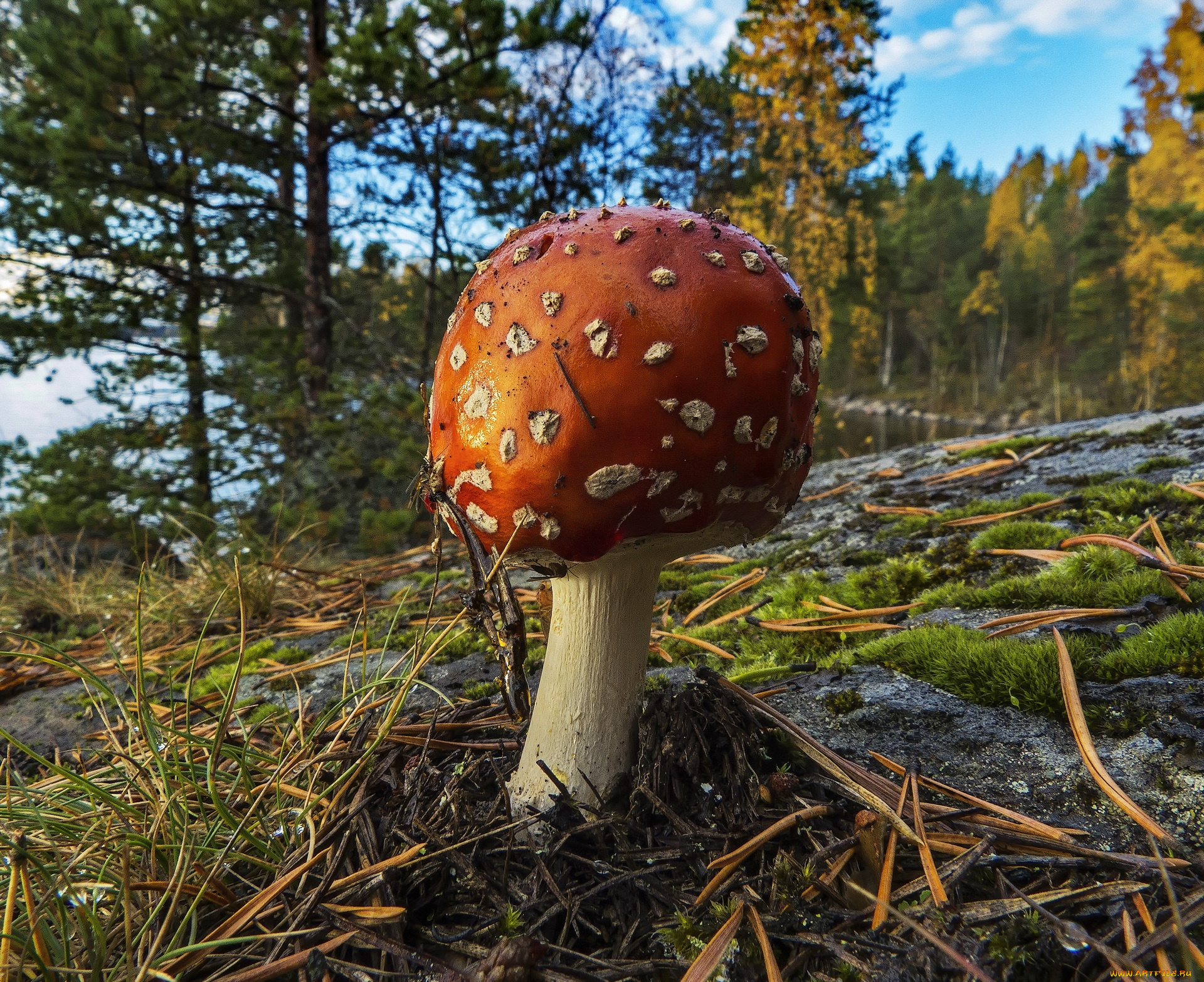 природа, грибы, мухомор, флора