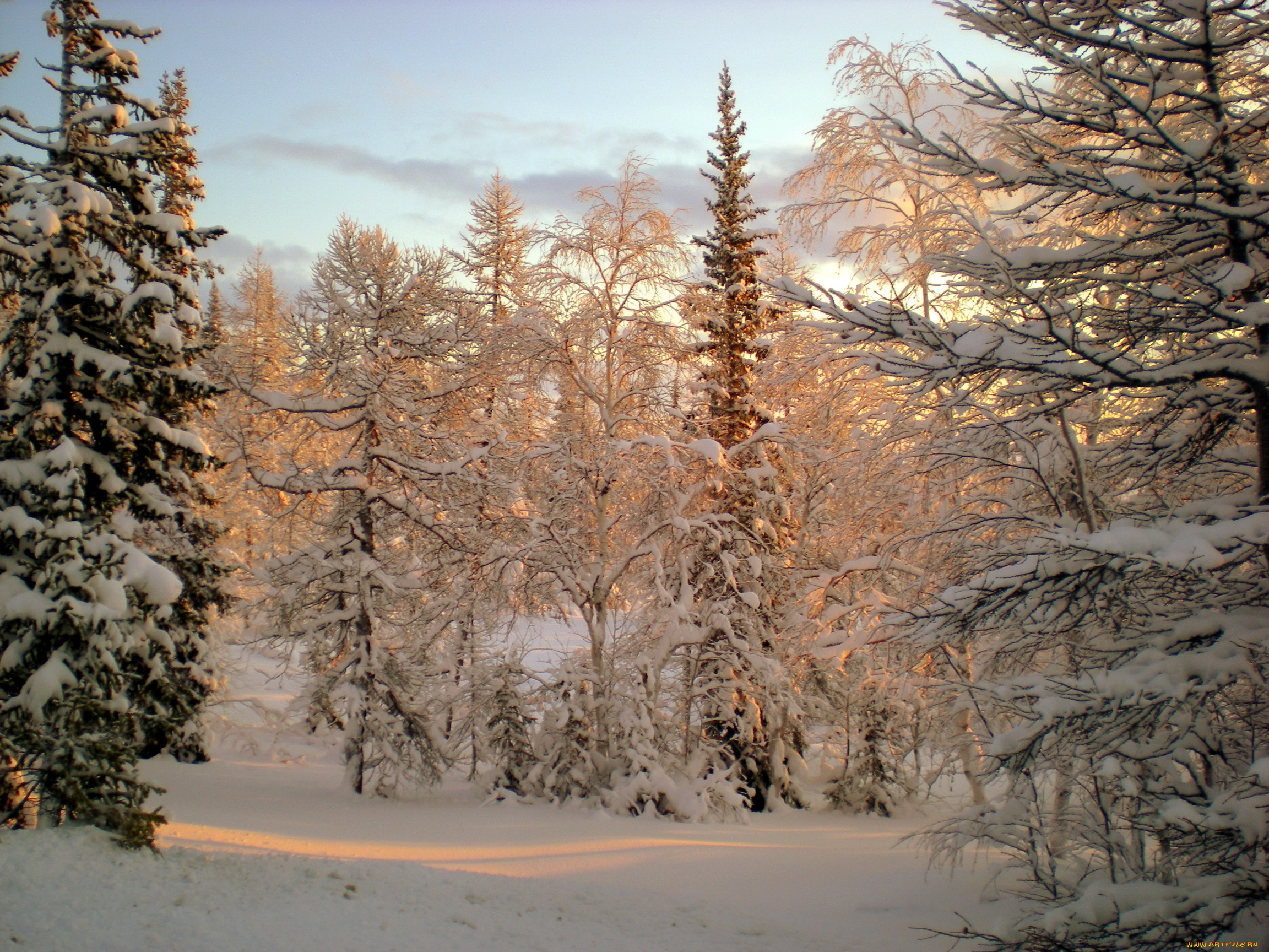 природа, зима, снег, лес