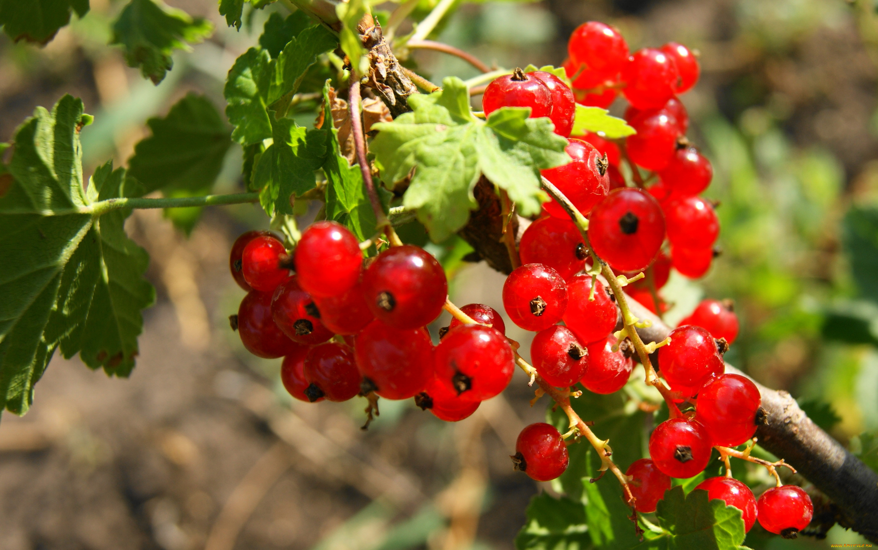 природа, Ягоды, смородина