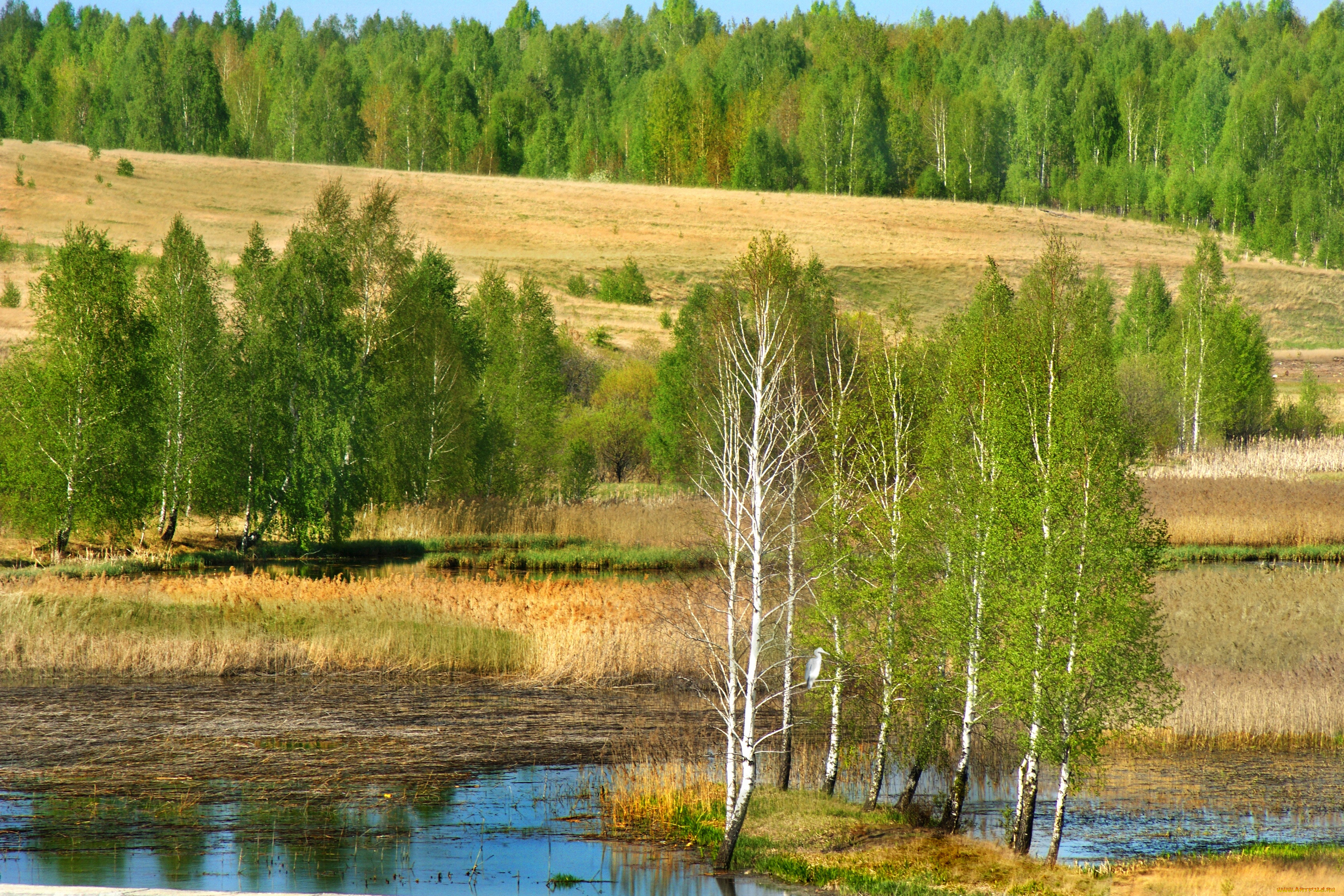 природа, деревья, берёзы
