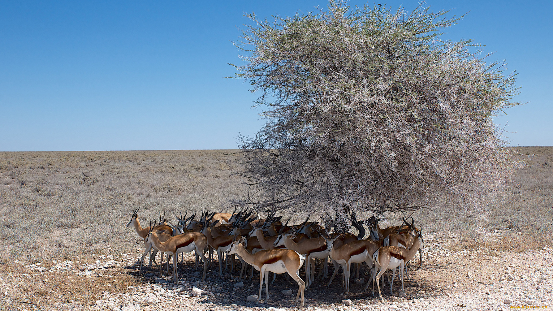 животные, антилопы, саванна
