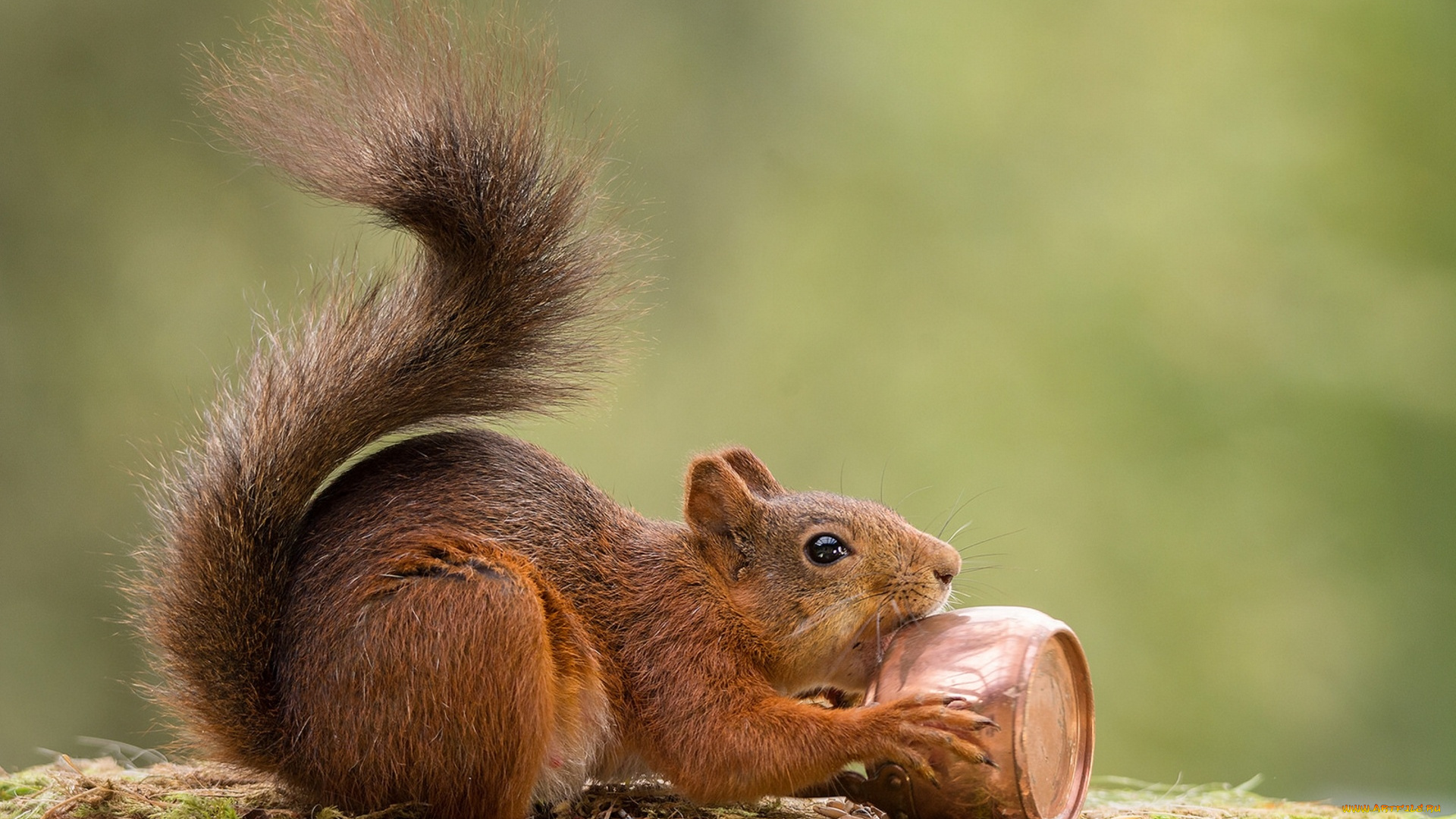 животные, белки, белка, хвост
