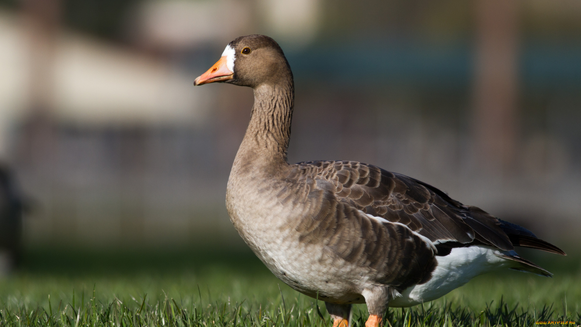 животные, гуси, гусь, канадский