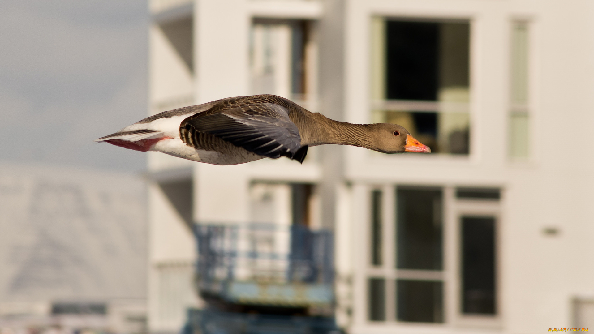 животные, гуси, полёт, город, утка