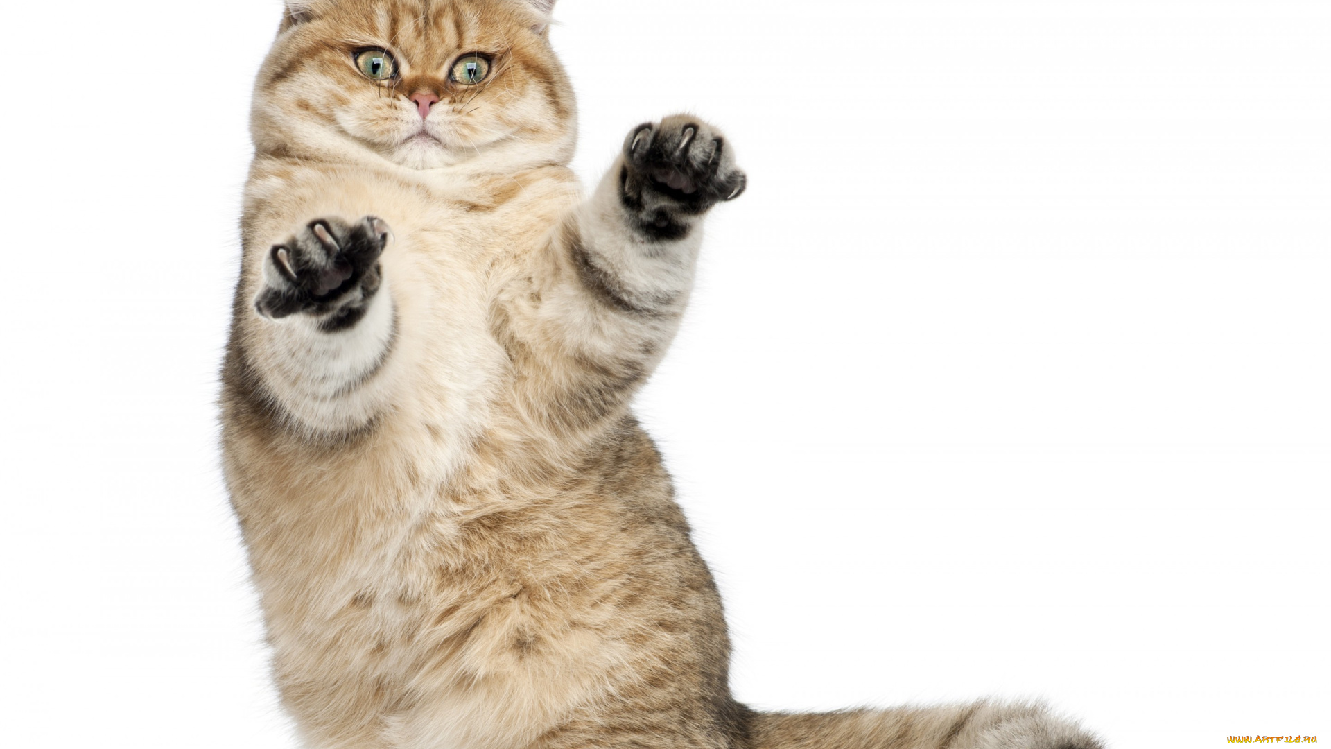 животные, коты, киса, коте, взгляд, пушистый, стойка, лапы, усы