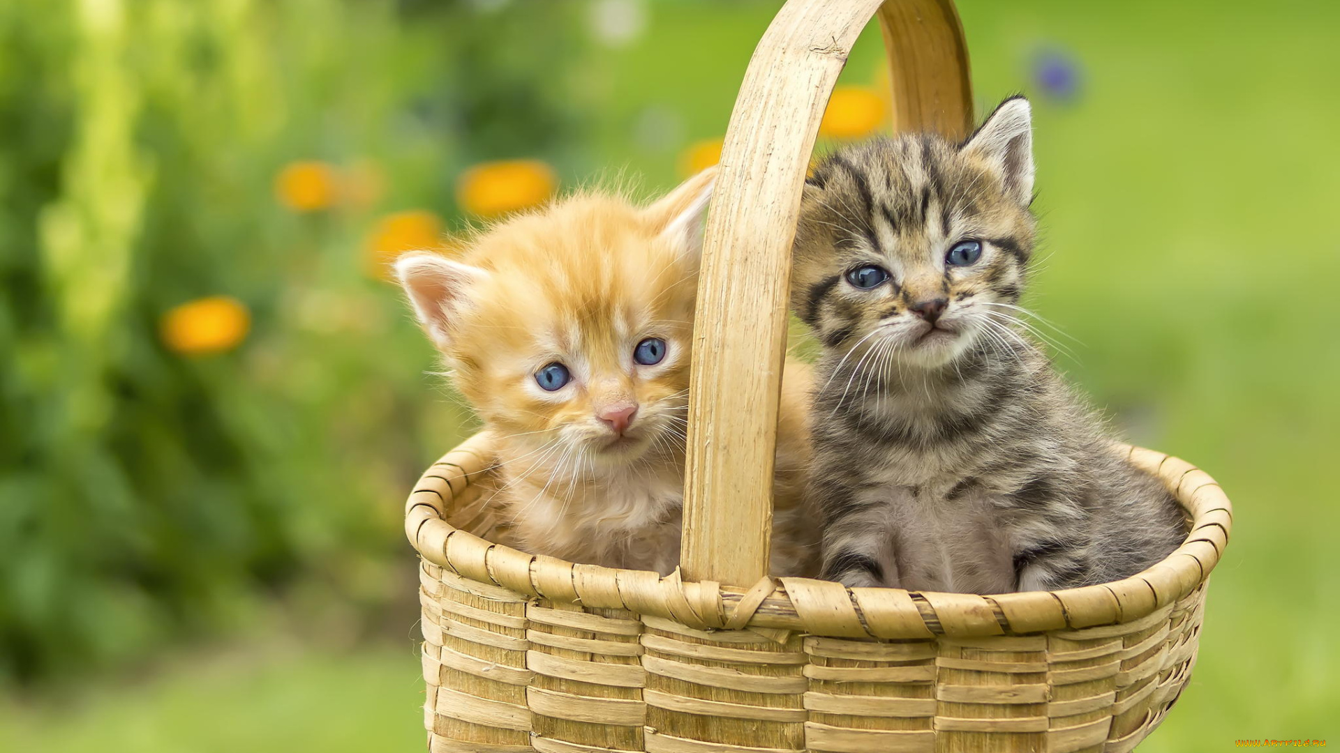 животные, коты, корзина, котята, фон, цветы, пара, лужайка