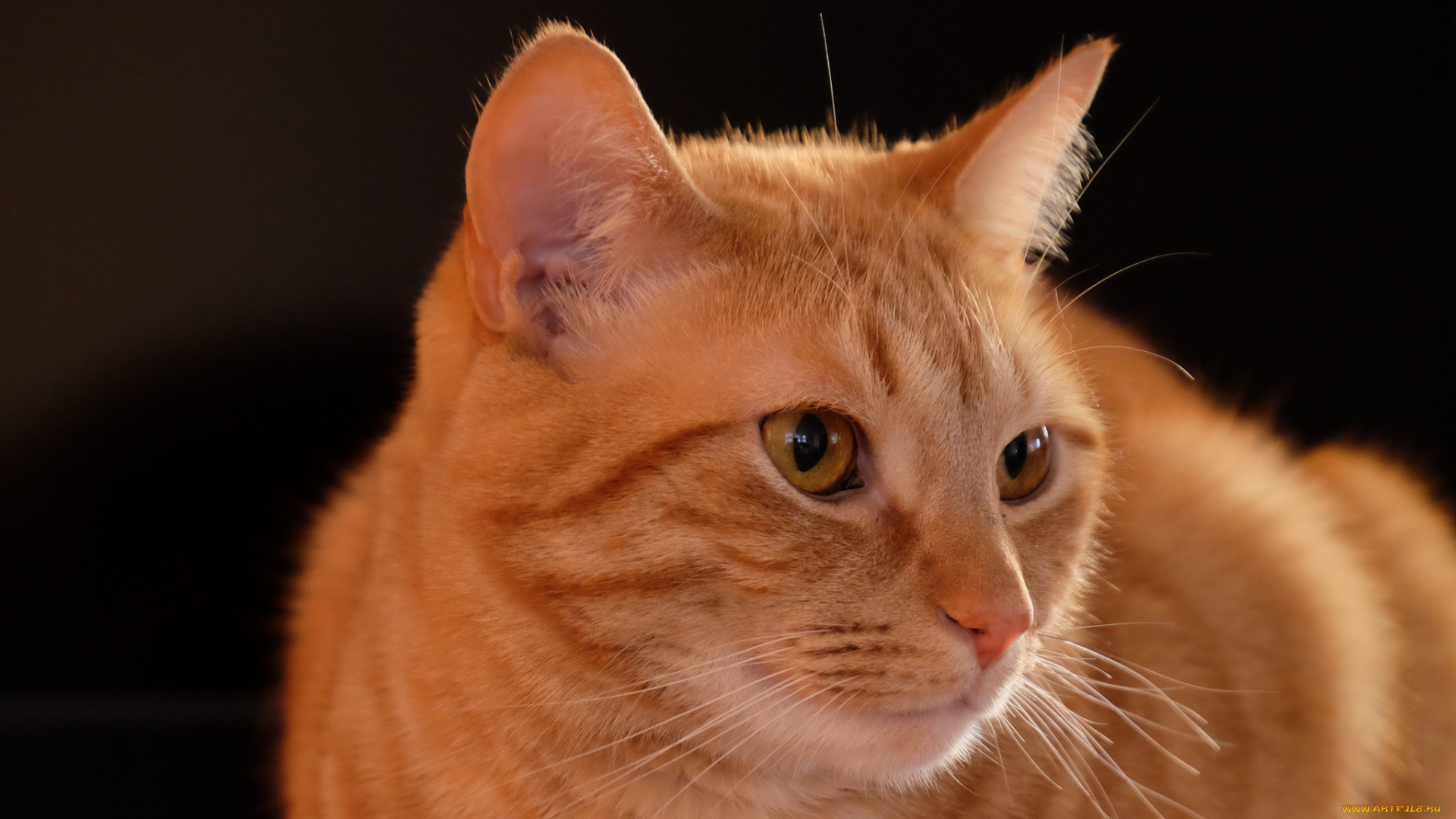 животные, коты, кошка