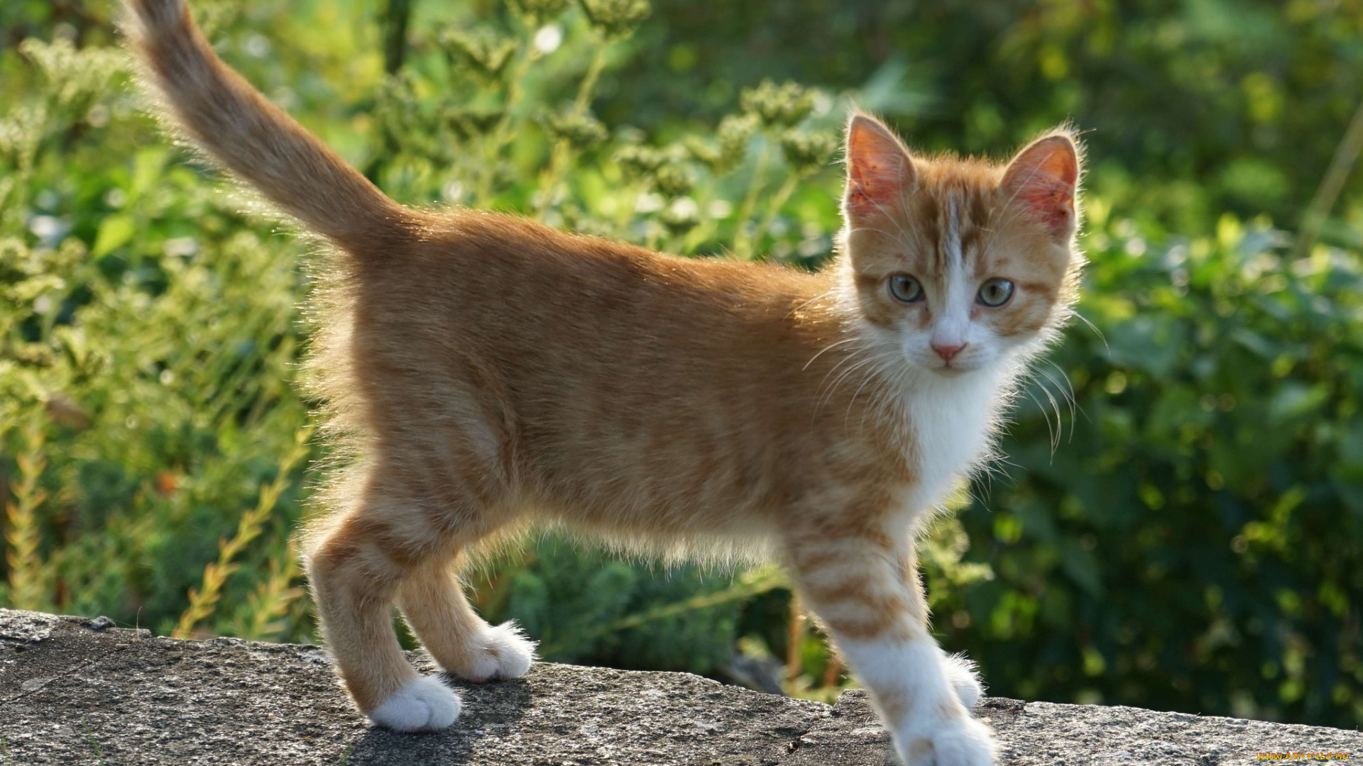 животные, коты, котенок