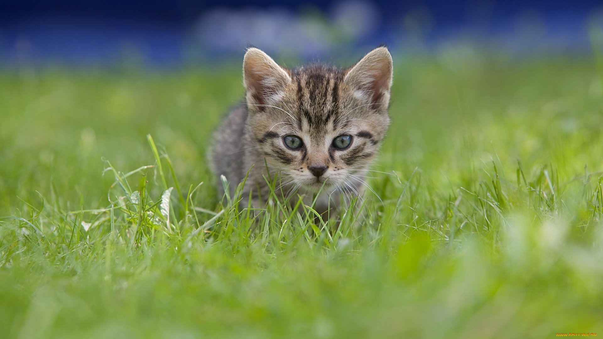 животные, коты, малыш, серый, котенок, трава, котик