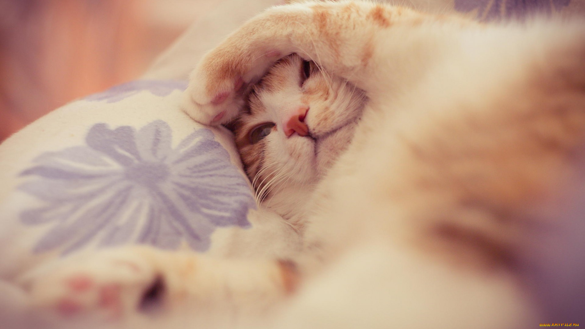 животные, коты, соня, спит, лапки, кошка