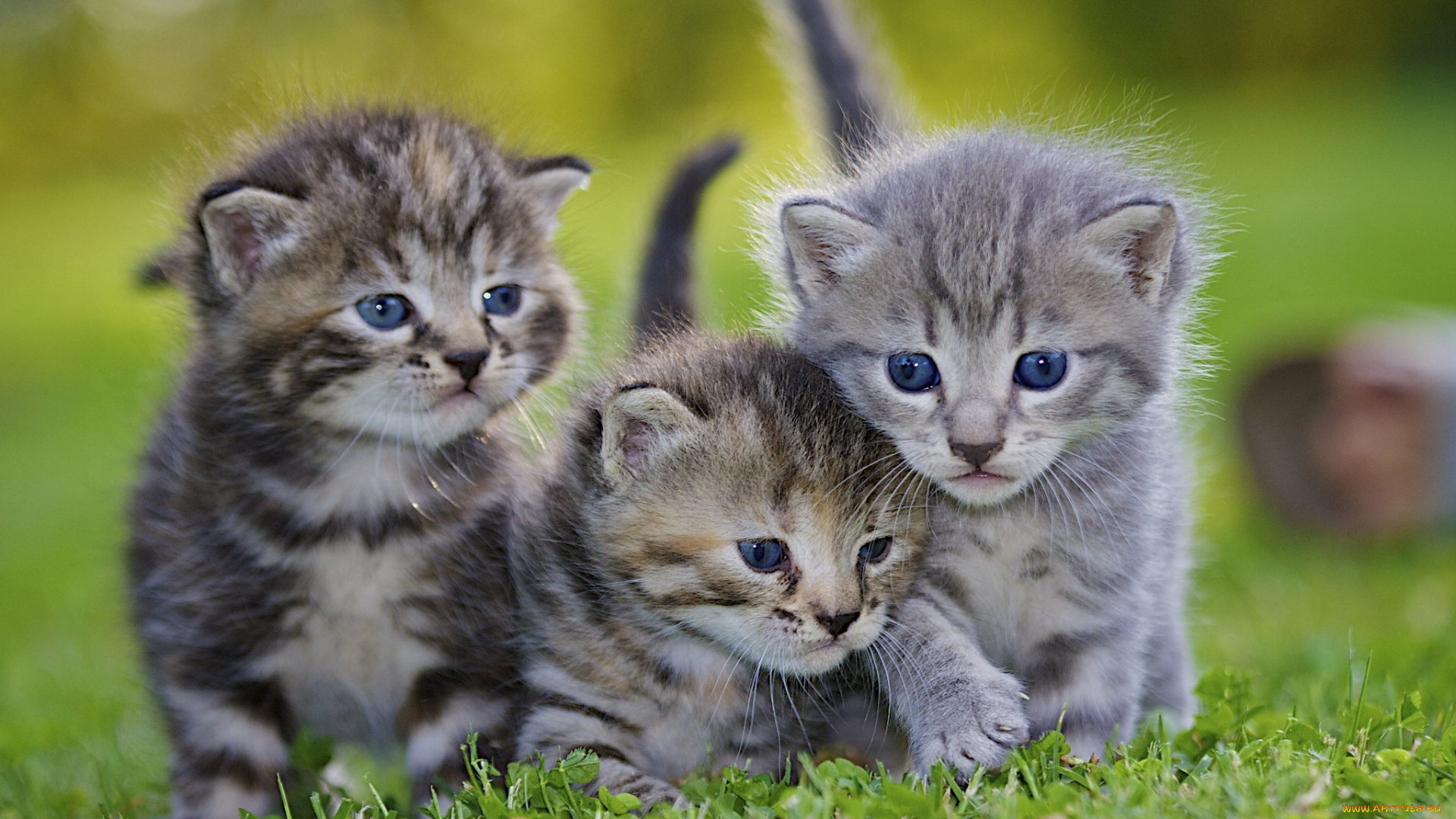 животные, коты, трава, газон, серые, котята
