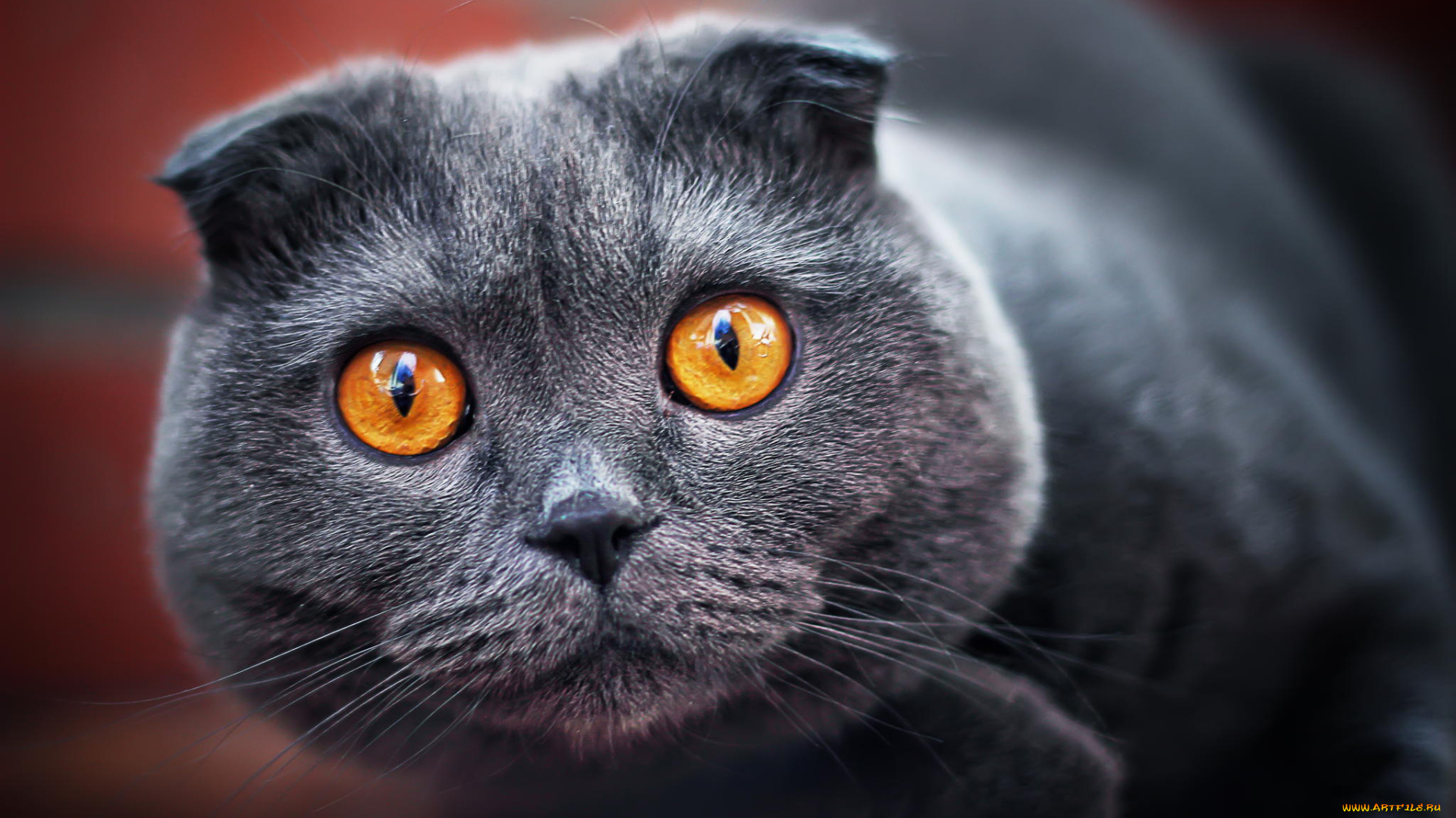 животные, коты, вислоухий, пепельный, серый, кот, взгляд