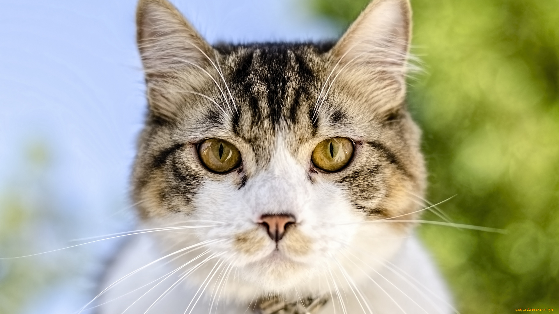 животные, коты, взгляд, морда, зживотное, кот, макро, уши, зеленые, глаза