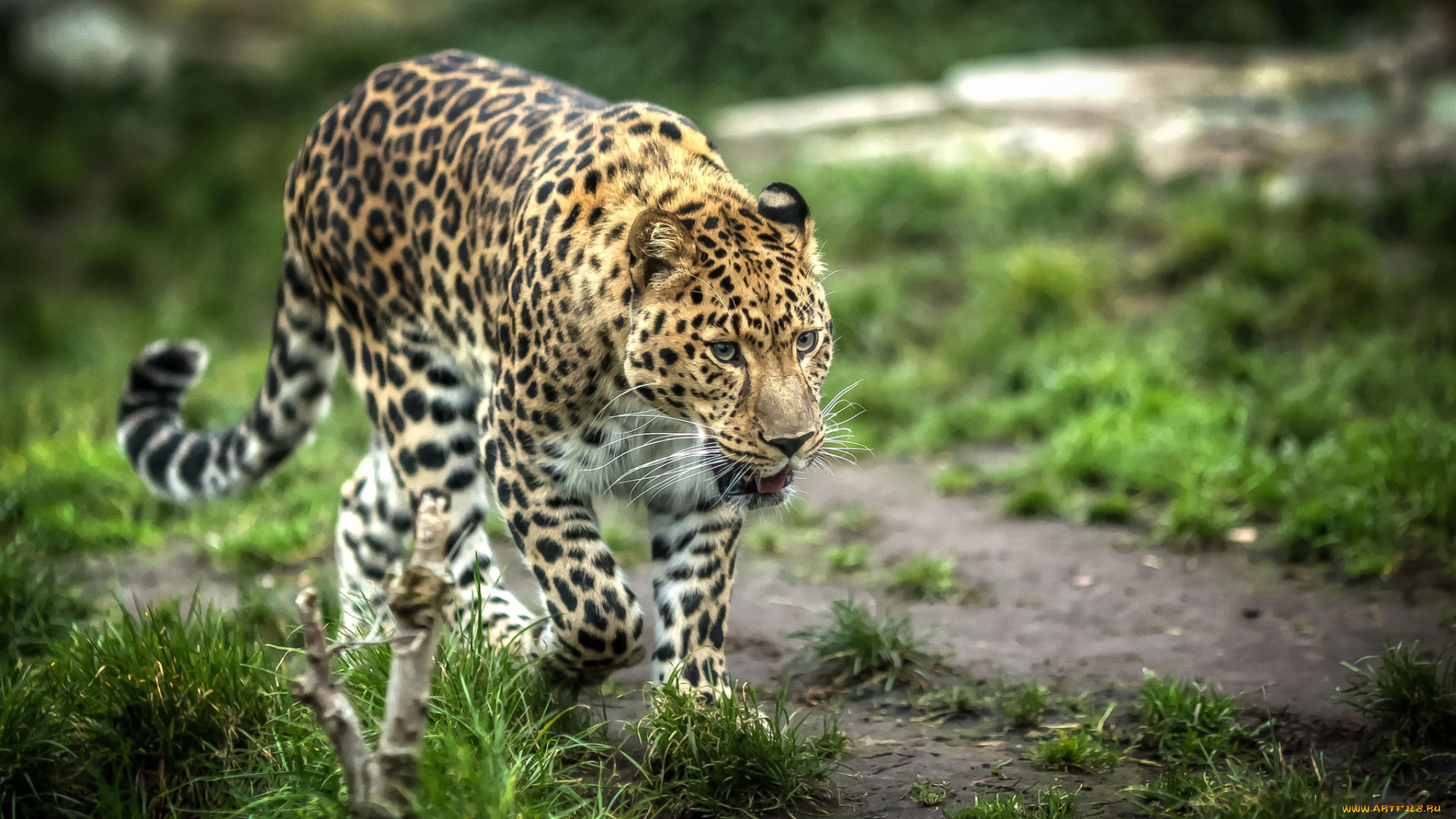 животные, леопарды, леопард