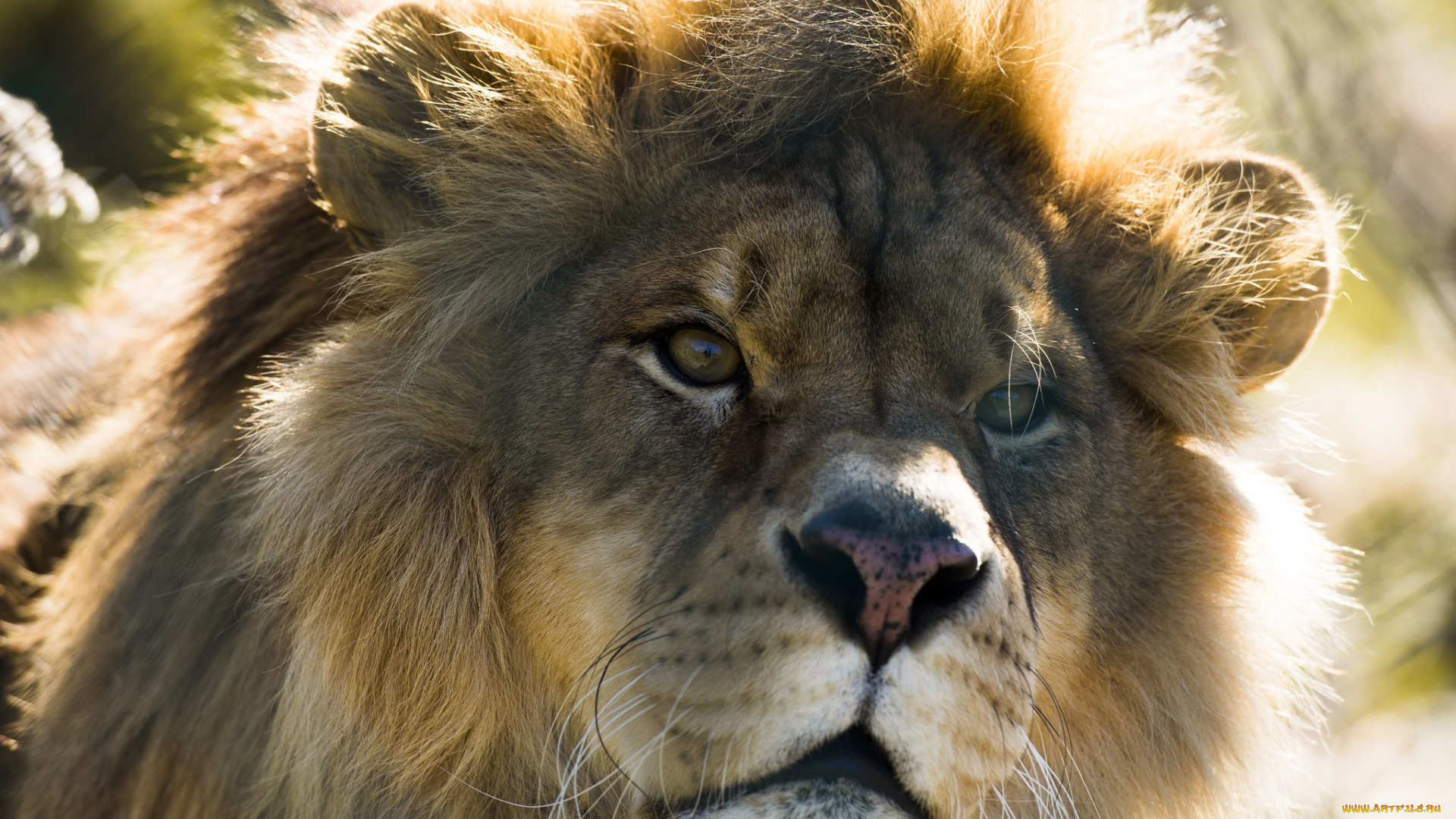 животные, львы, грива, морда, кошка