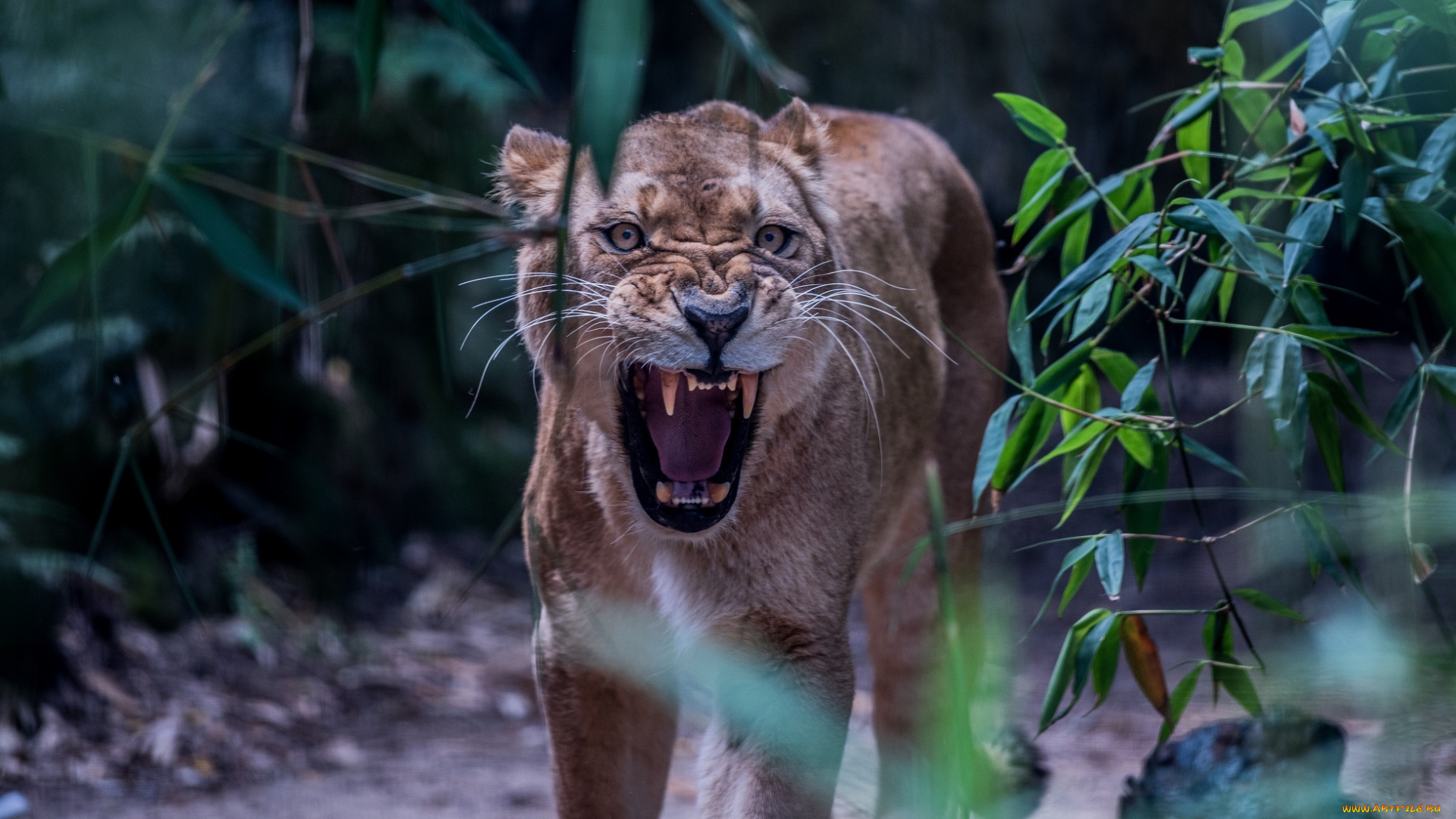 животные, львы, рык, агрессия, морда, львица, дикая, кошка, угроза, злость, ярость, клыки, пасть, оскал