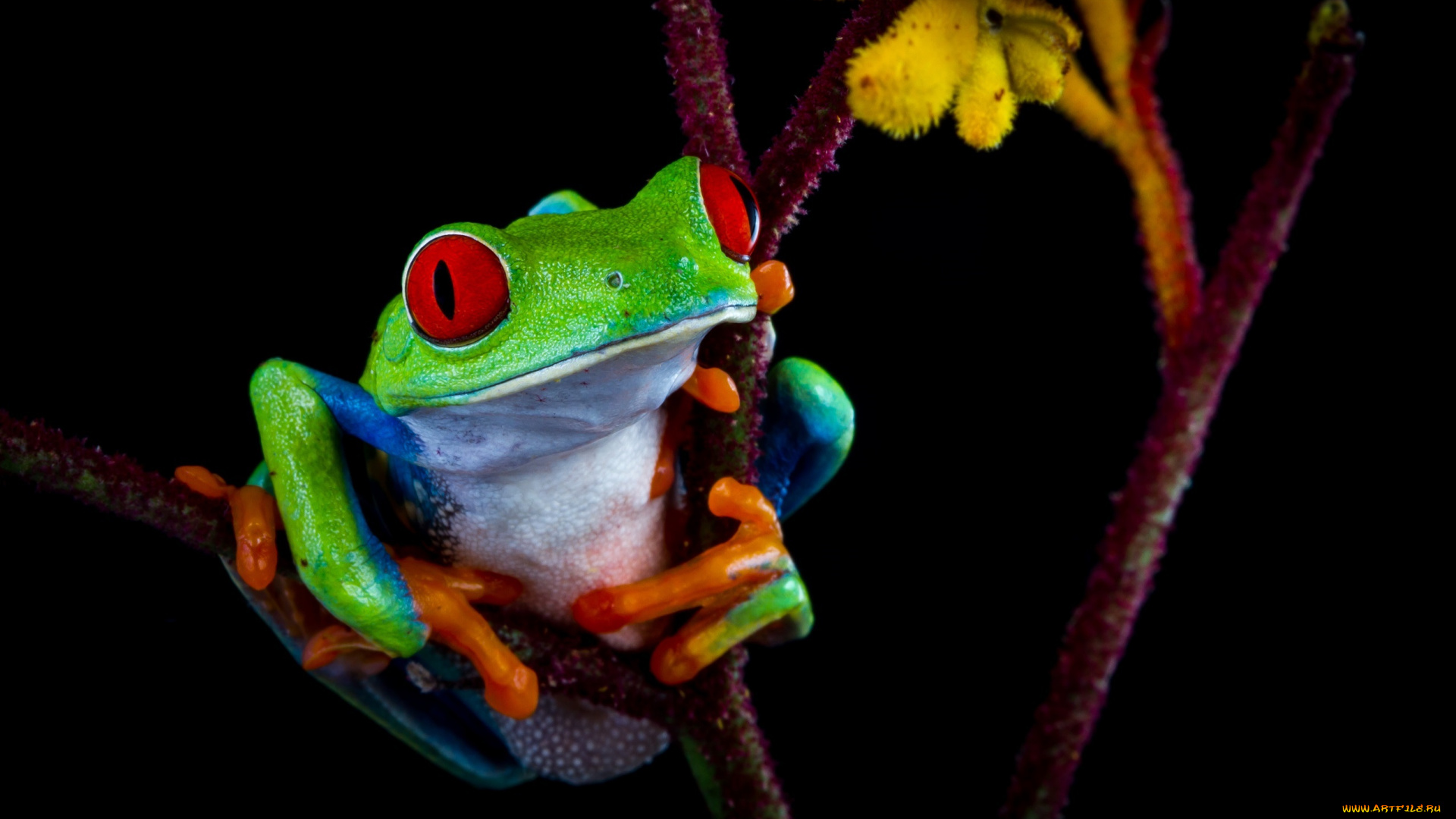 животные, лягушки, контраст, цвет, лягушка