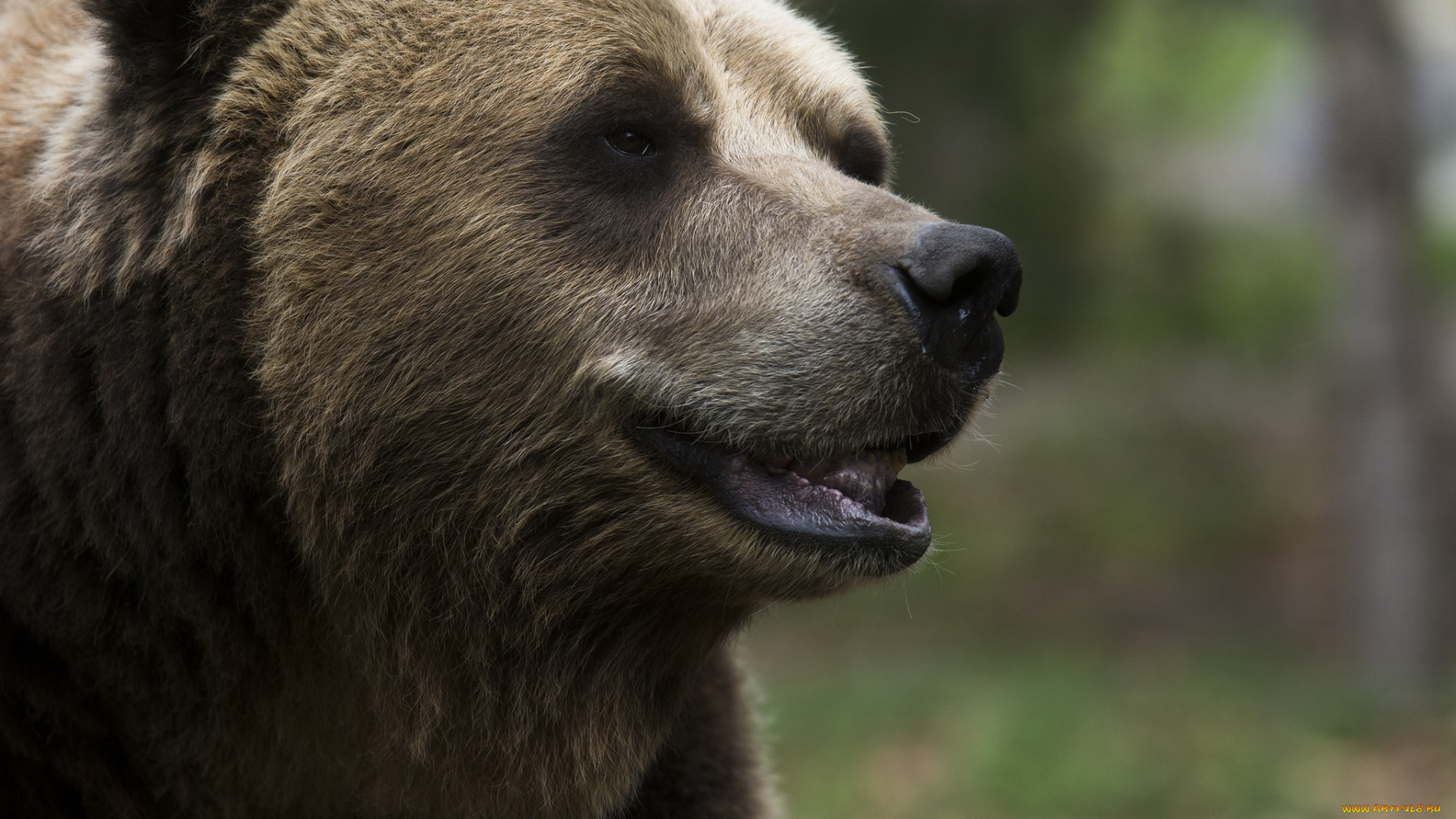 животные, медведи, морда, бурый