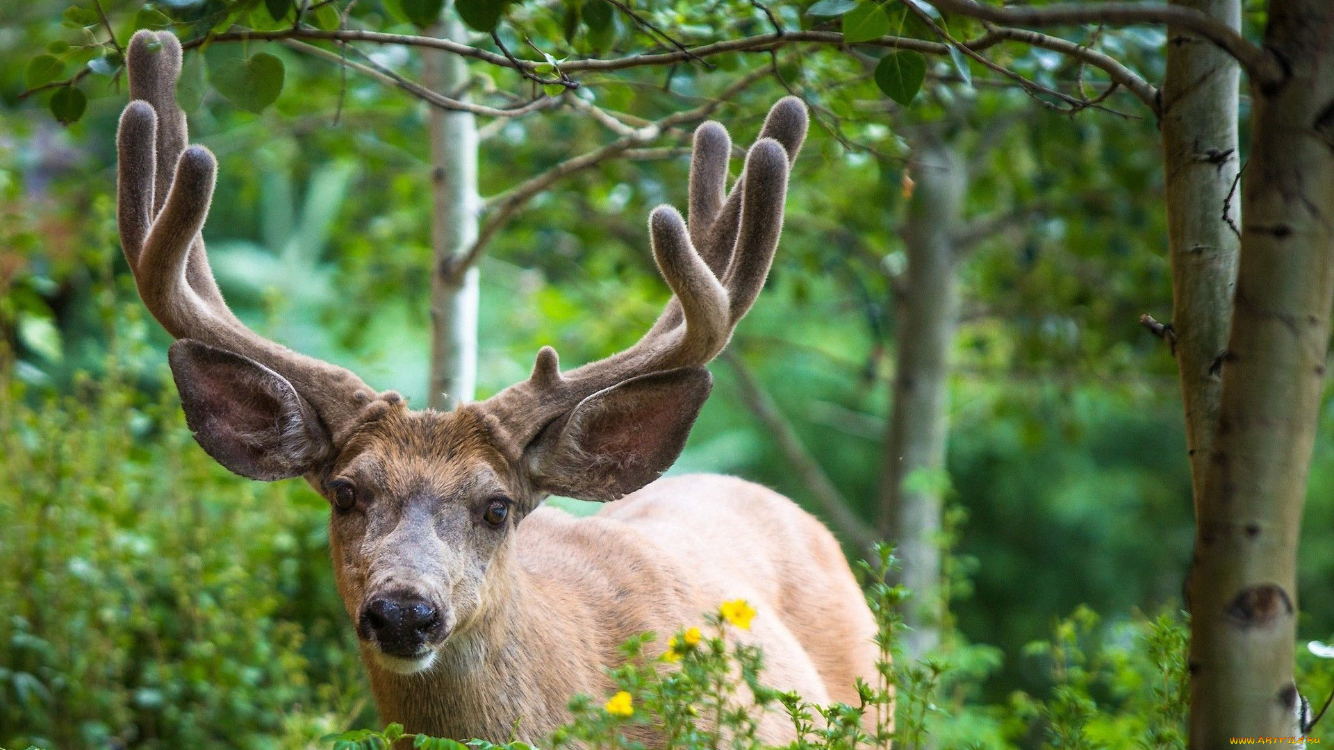 животные, олени, олень