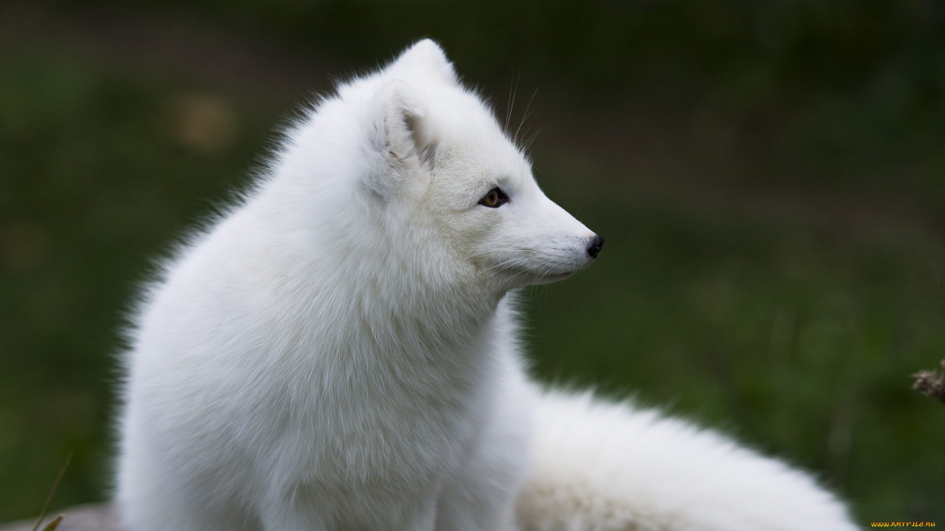 животные, песцы, мех, профиль, белый, песец