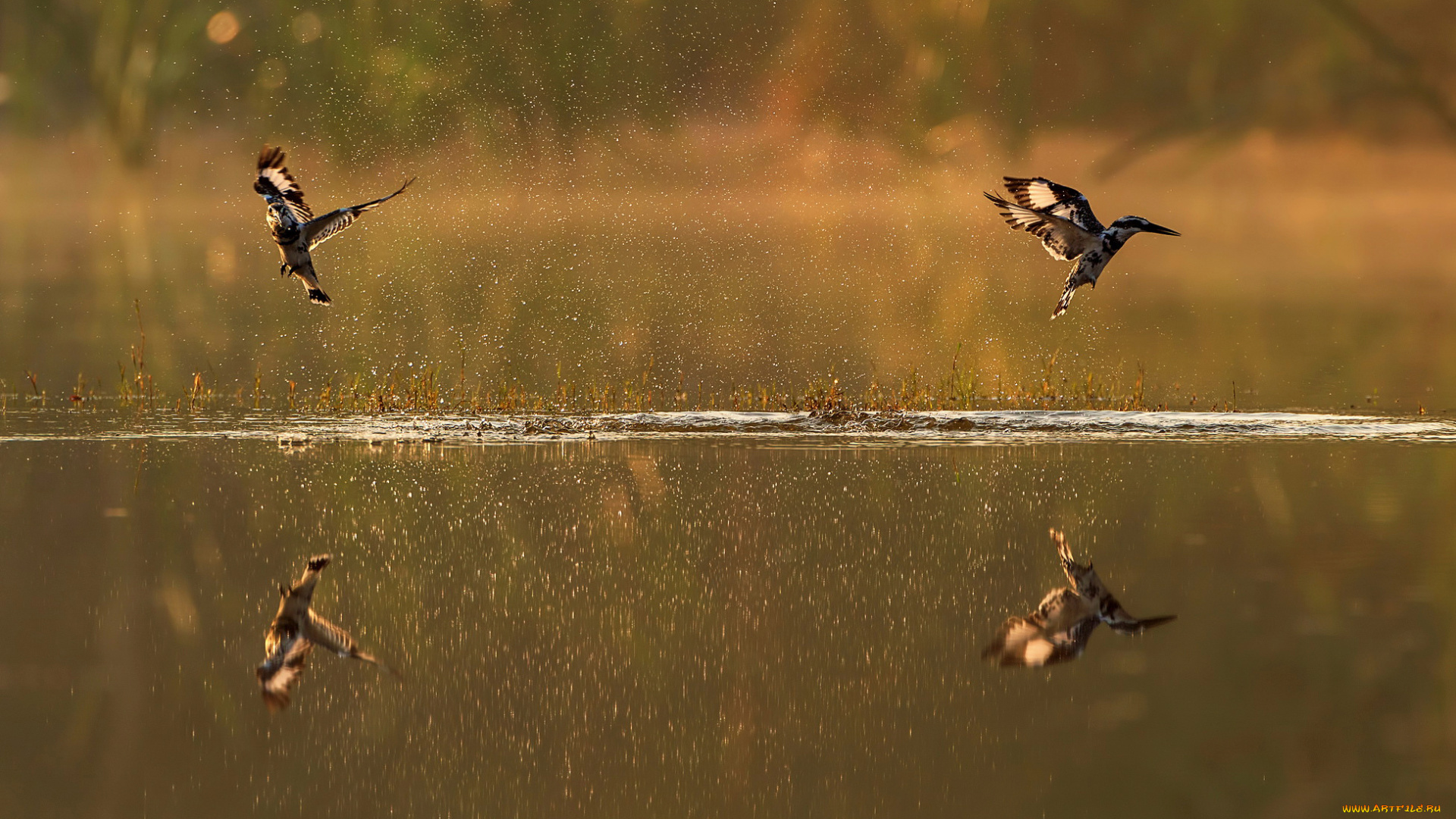 животные, птицы, брызги, отражение