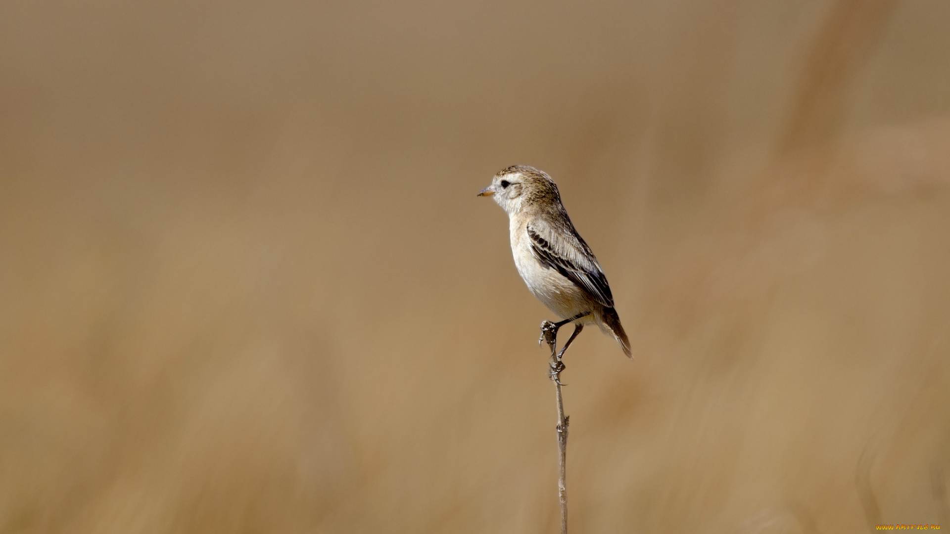 животные, птицы, фон, ветка, птица