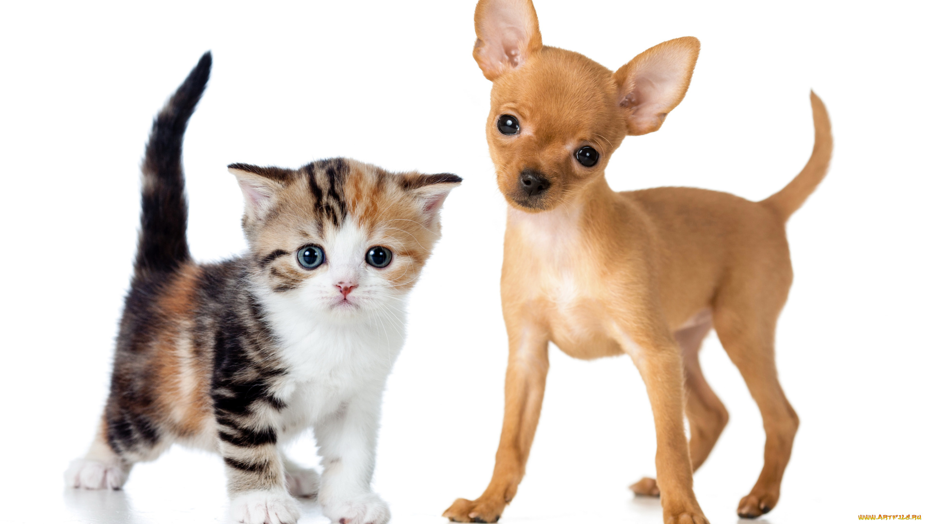 животные, разные, вместе, щенок, котенок, Чихуахуа